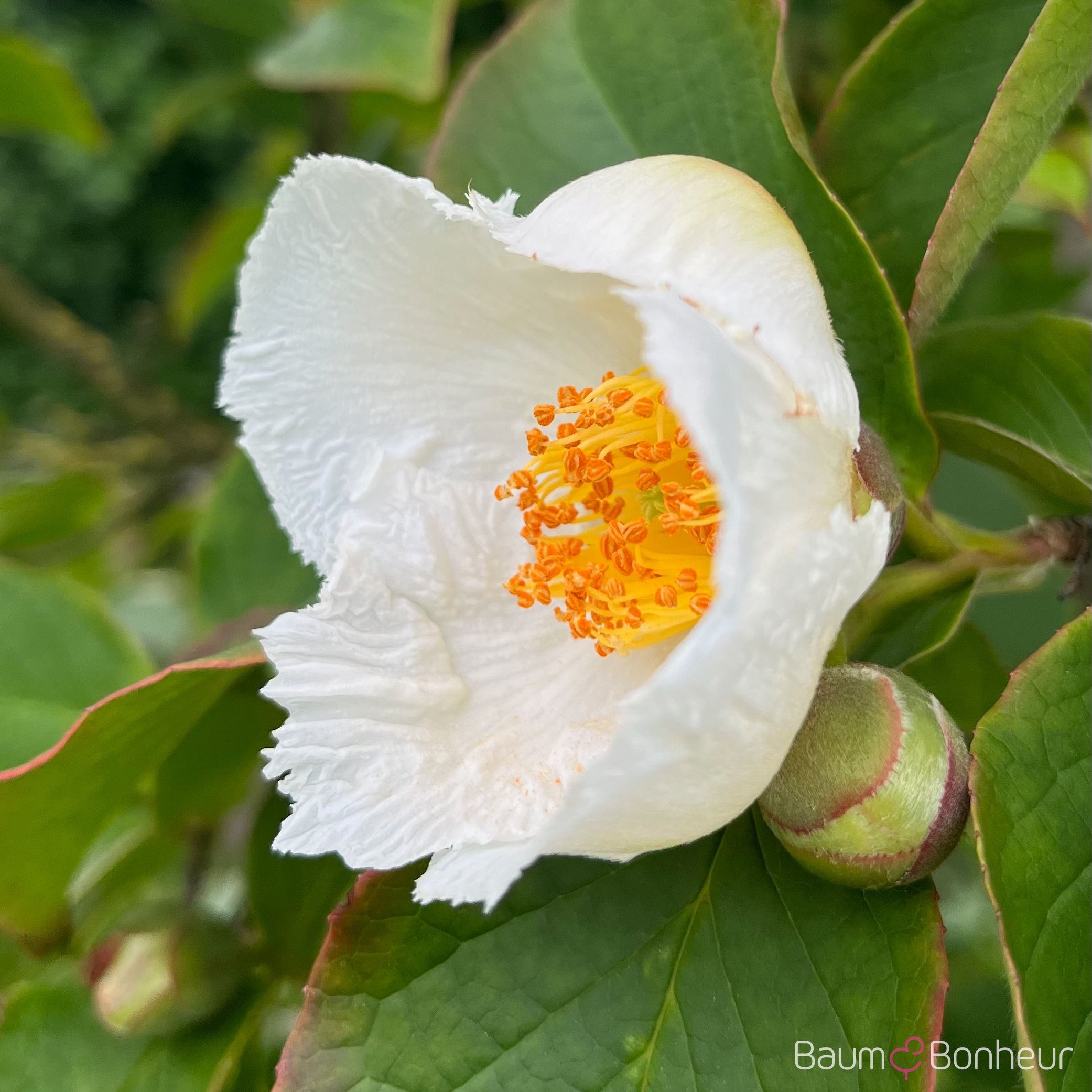 Stewartia pseudocamellia