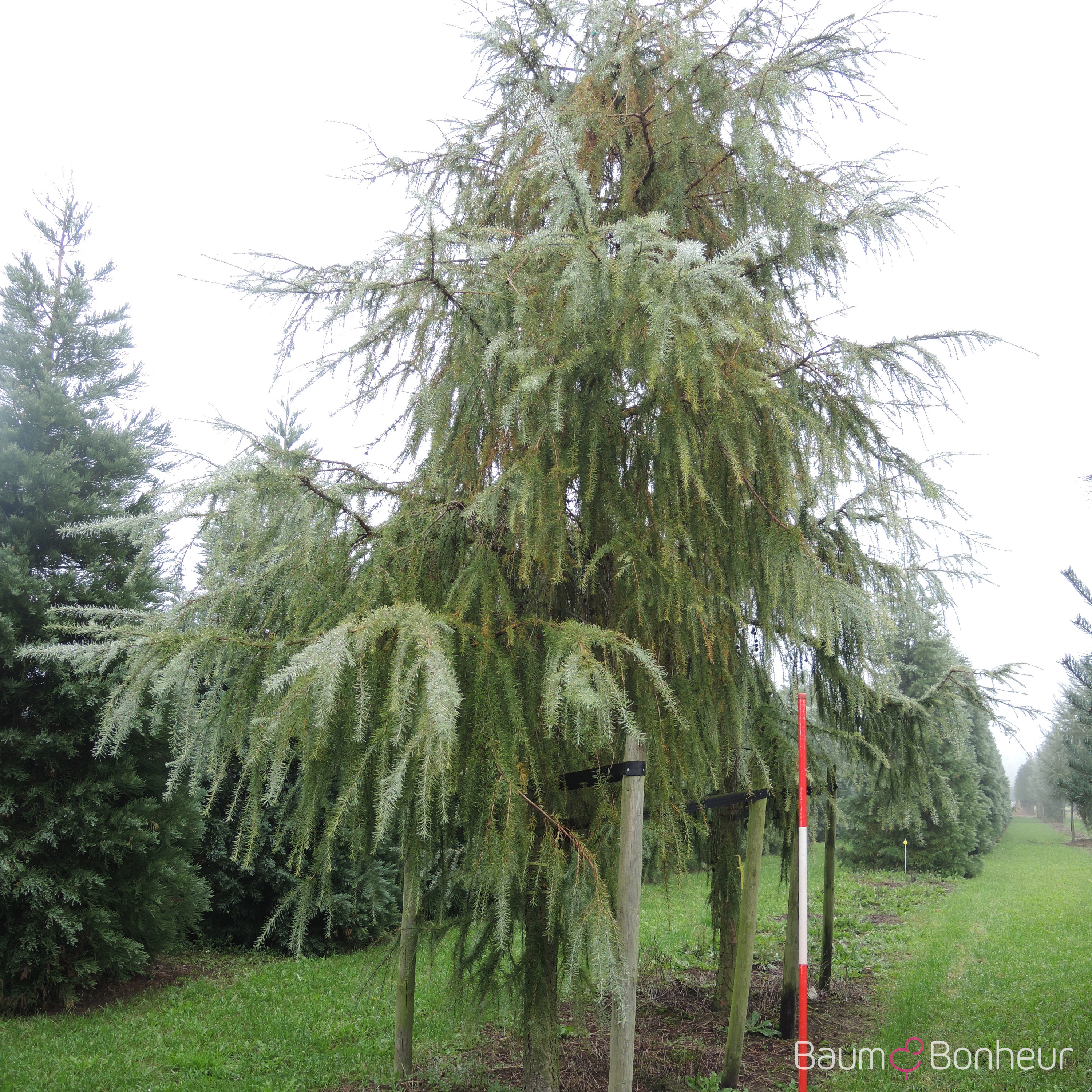 Larix kaempferi 'Pendula'