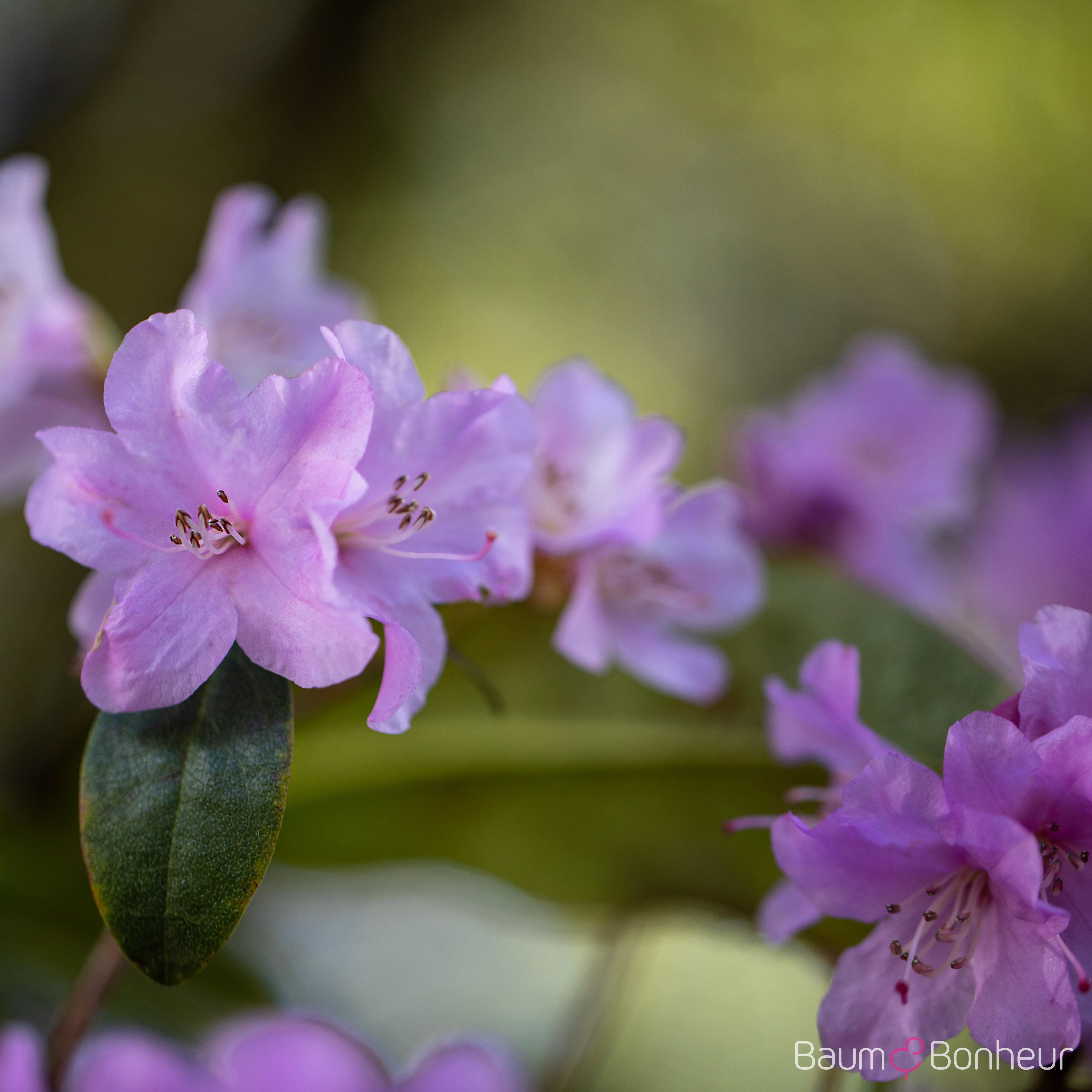 Rhododendron 'Praecox'