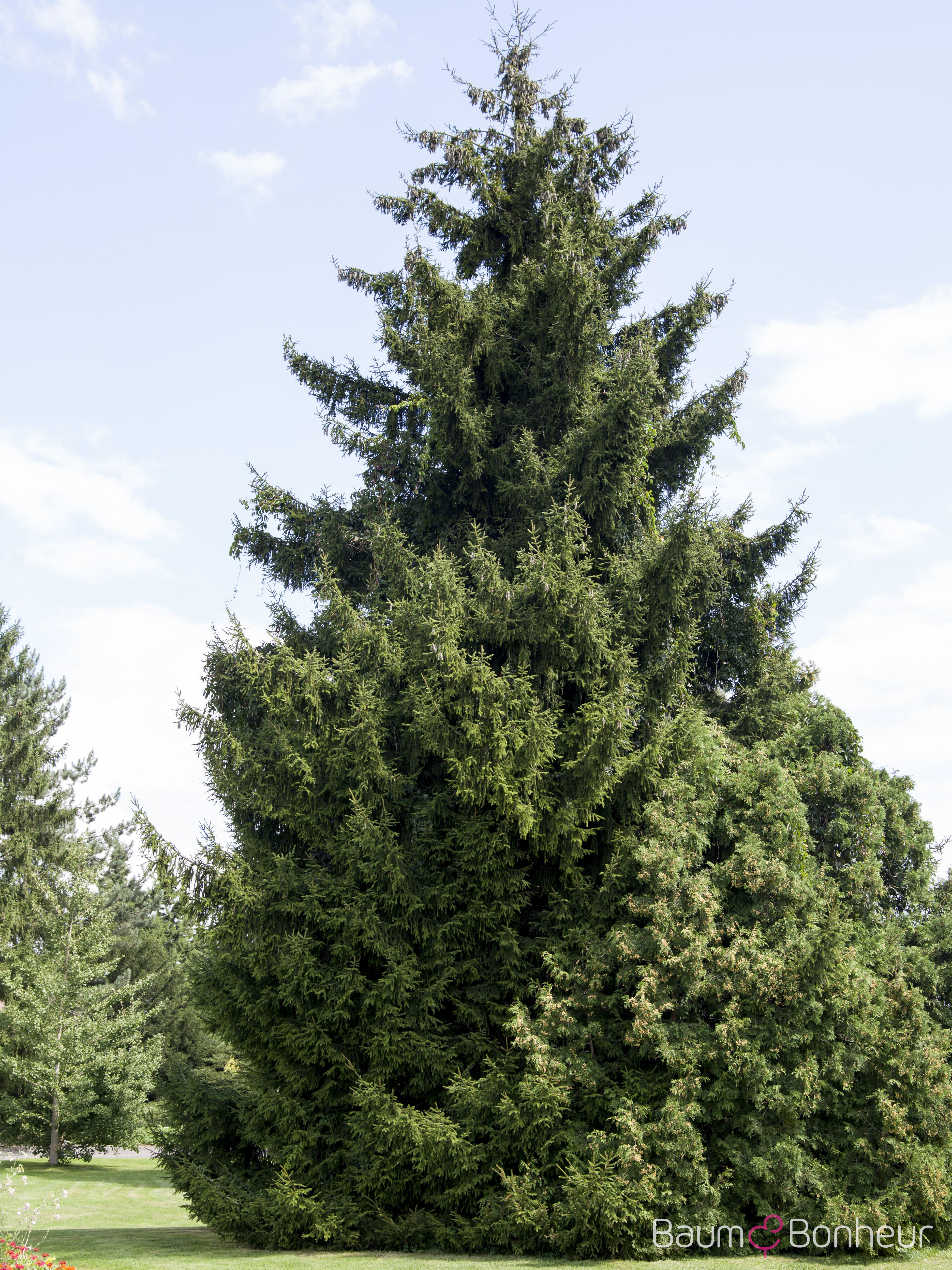 Picea orientalis