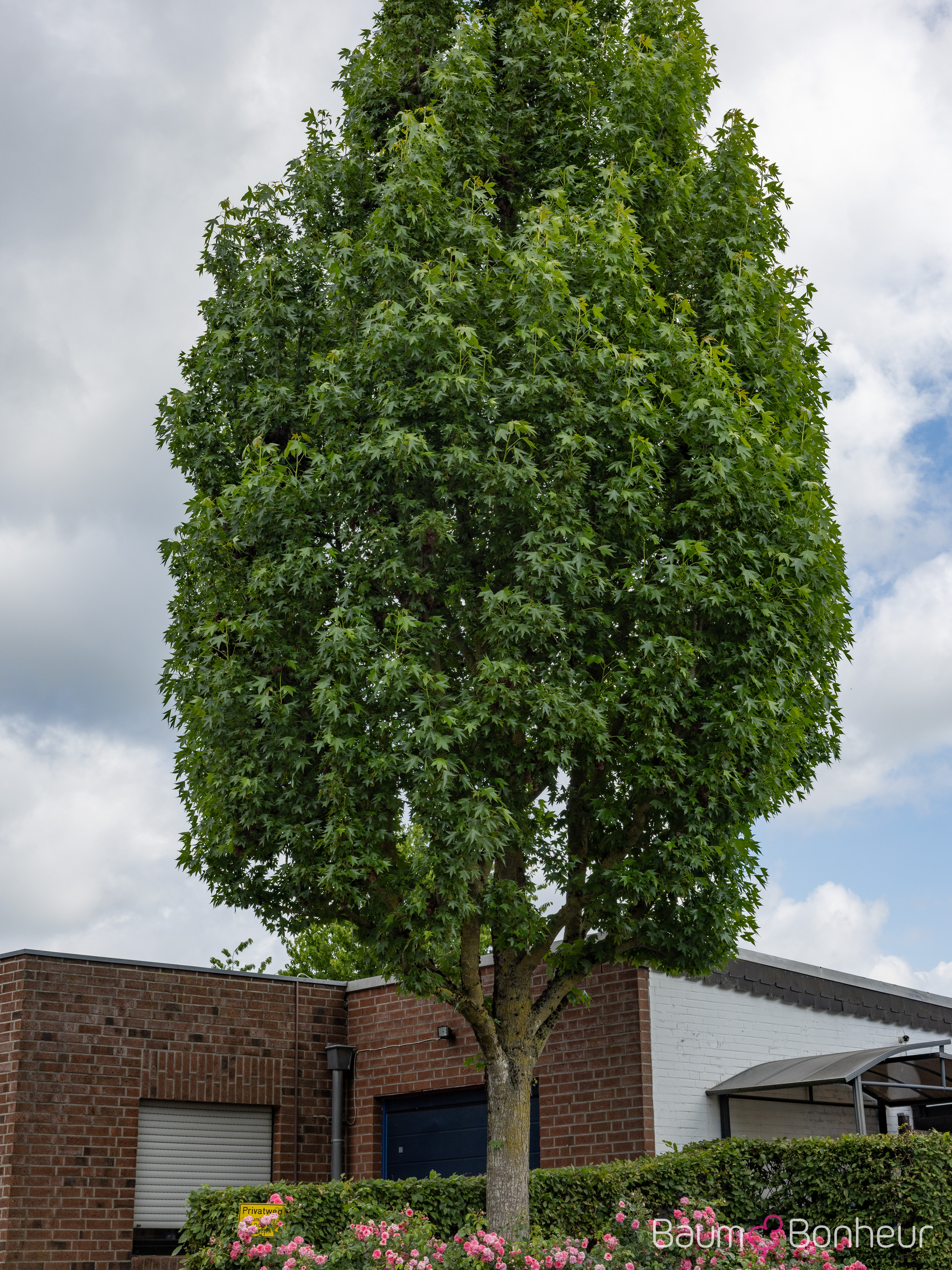 Liquidambar styraciflua 'Paarl' -S-