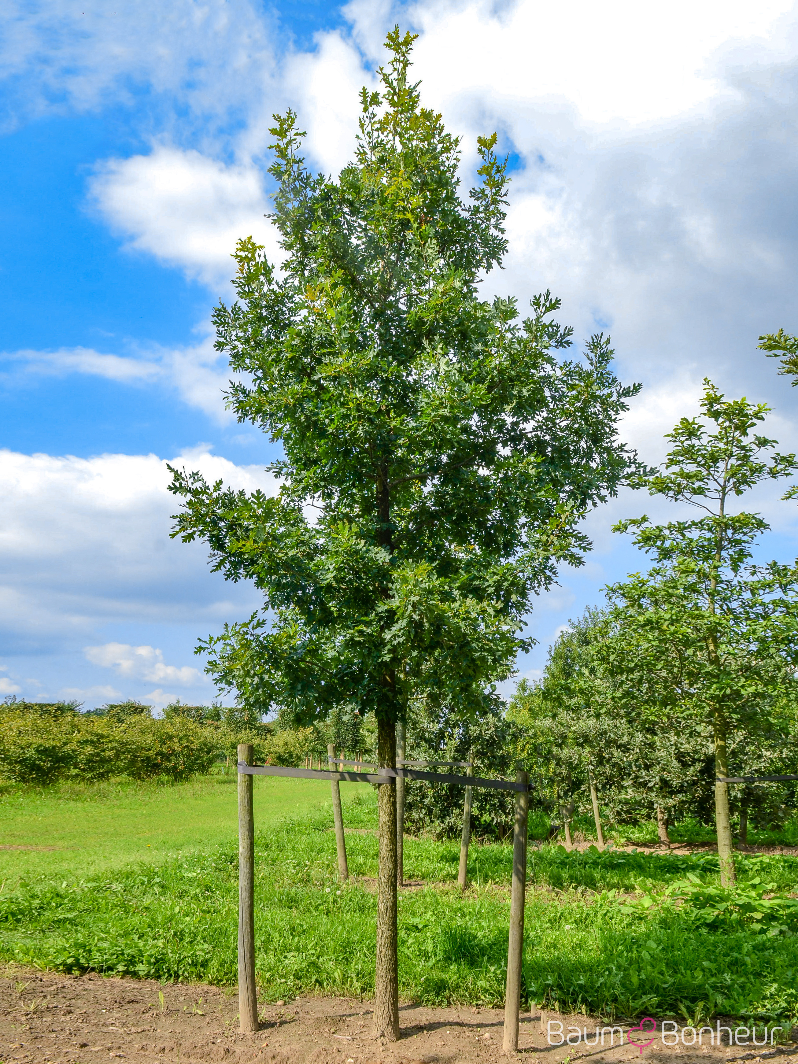 Quercus alba