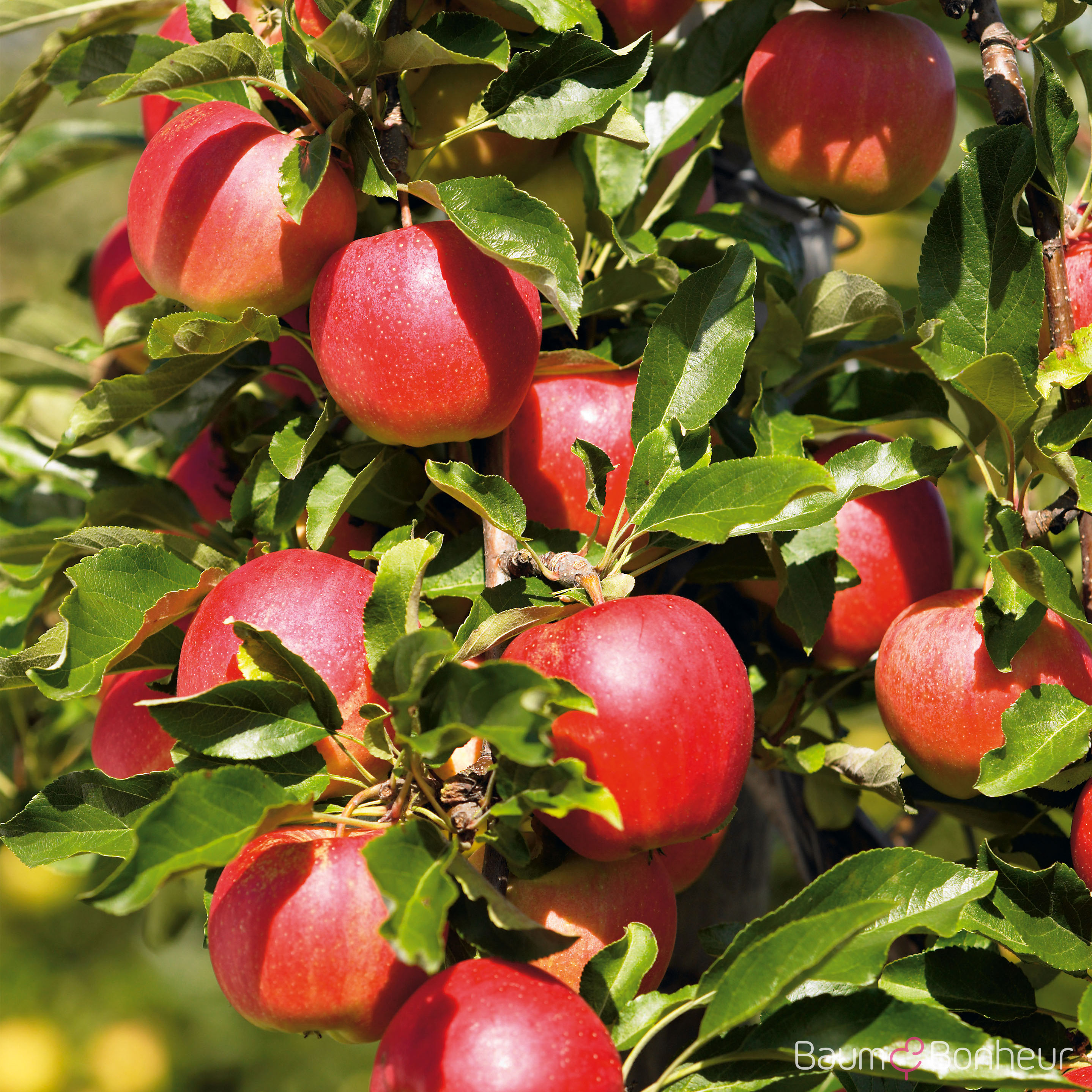 Malus 'Gala'
