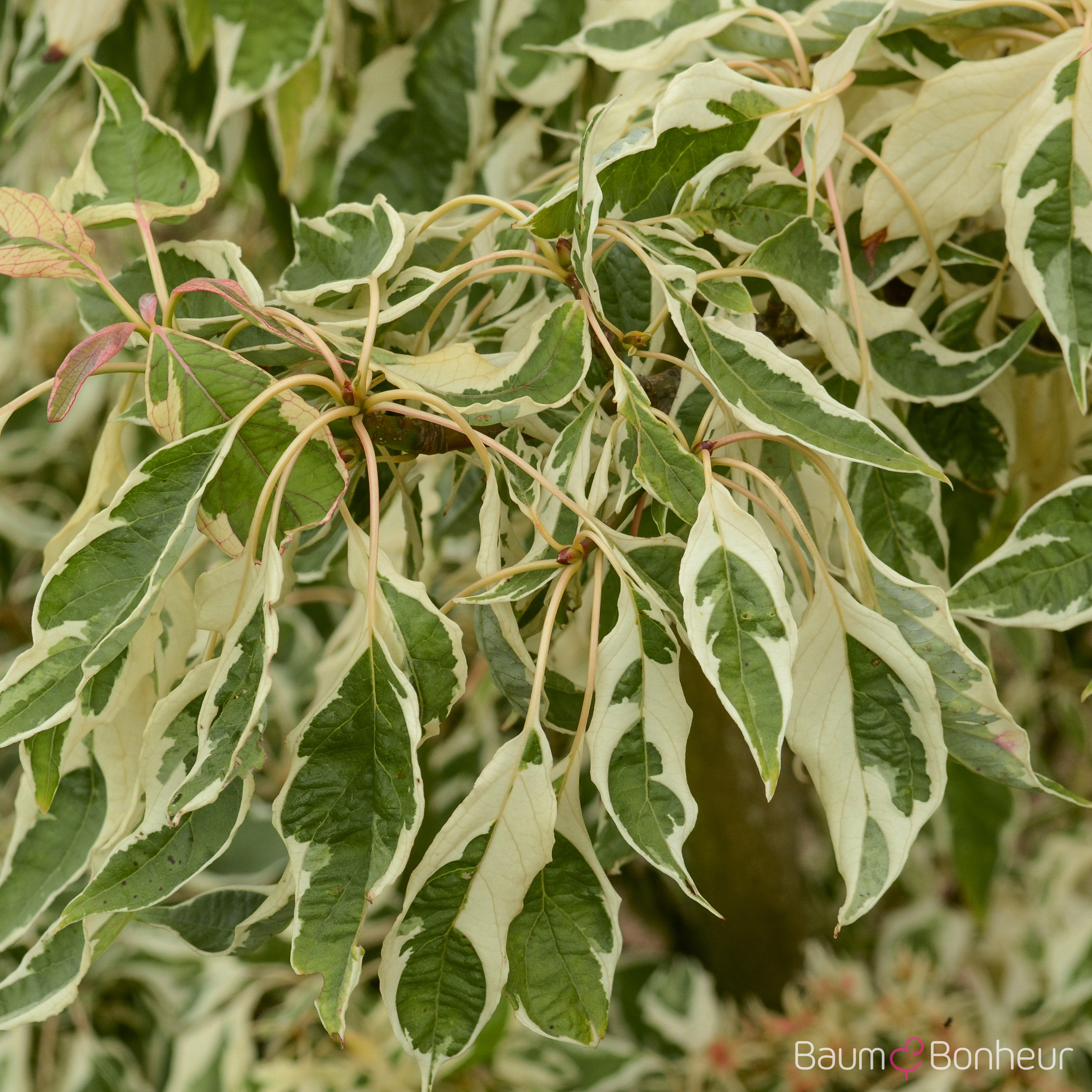 Cornus controversa 'Variegata'