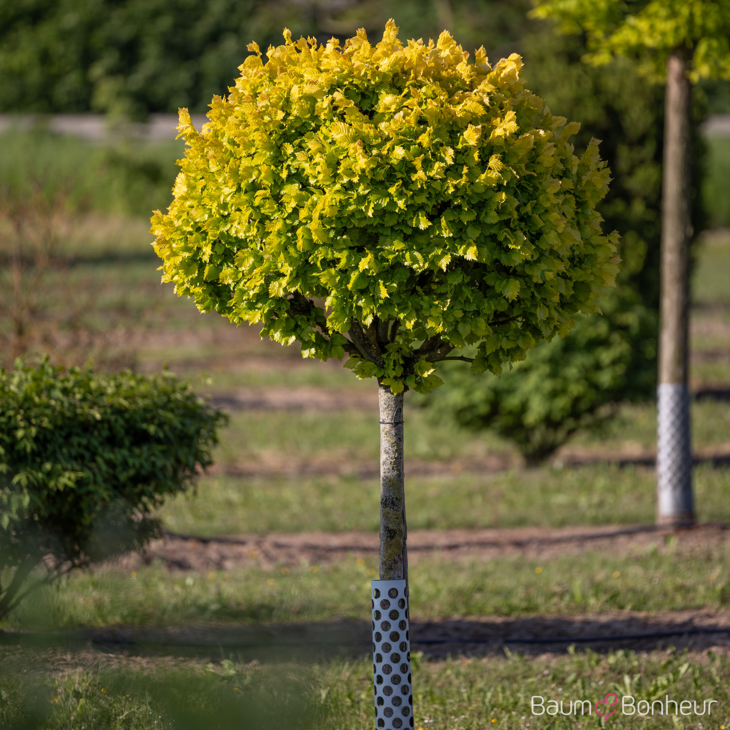Ulmus carpinifolia 'Wredei'