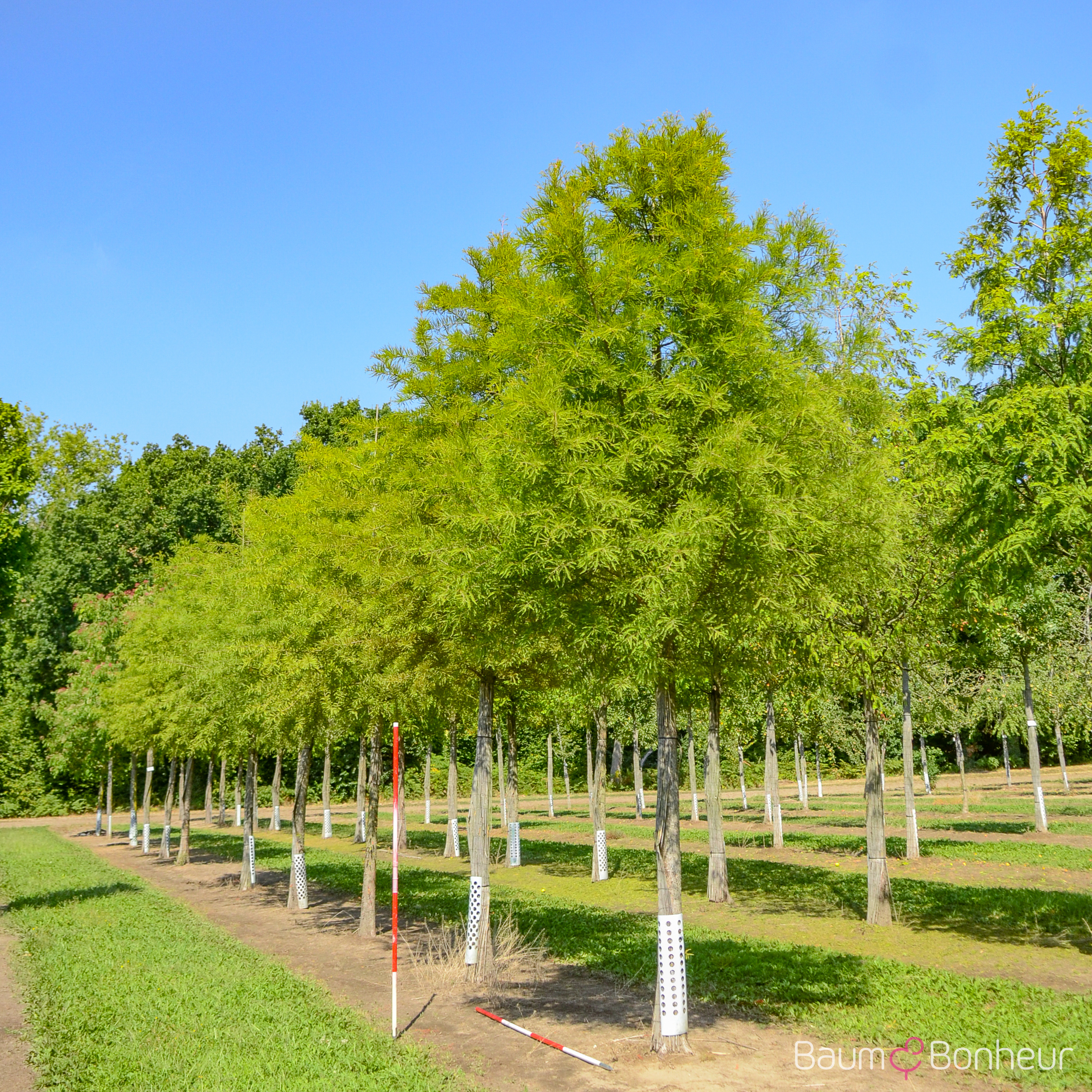 Taxodium distichum