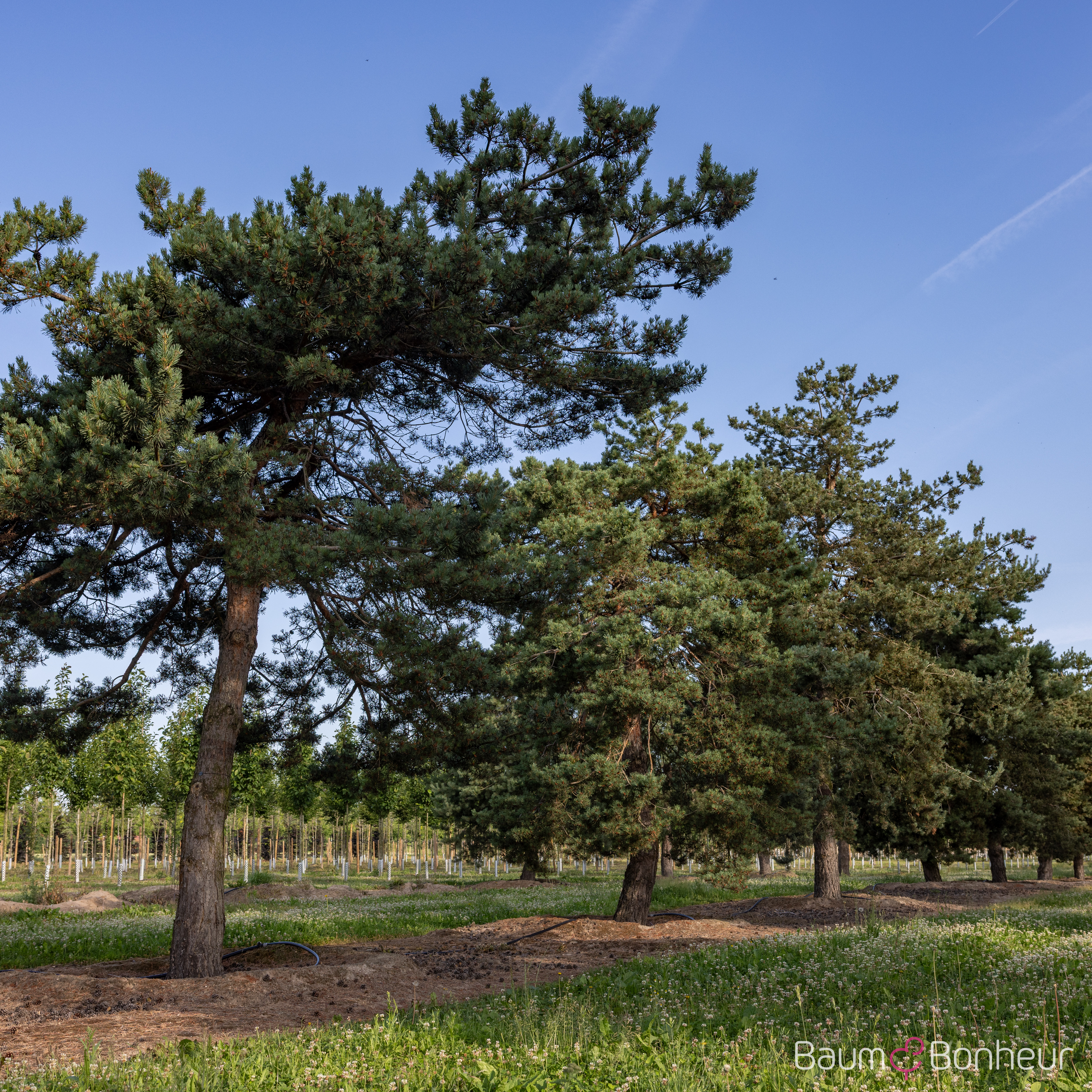 Pinus sylvestris 'Norske Typ'