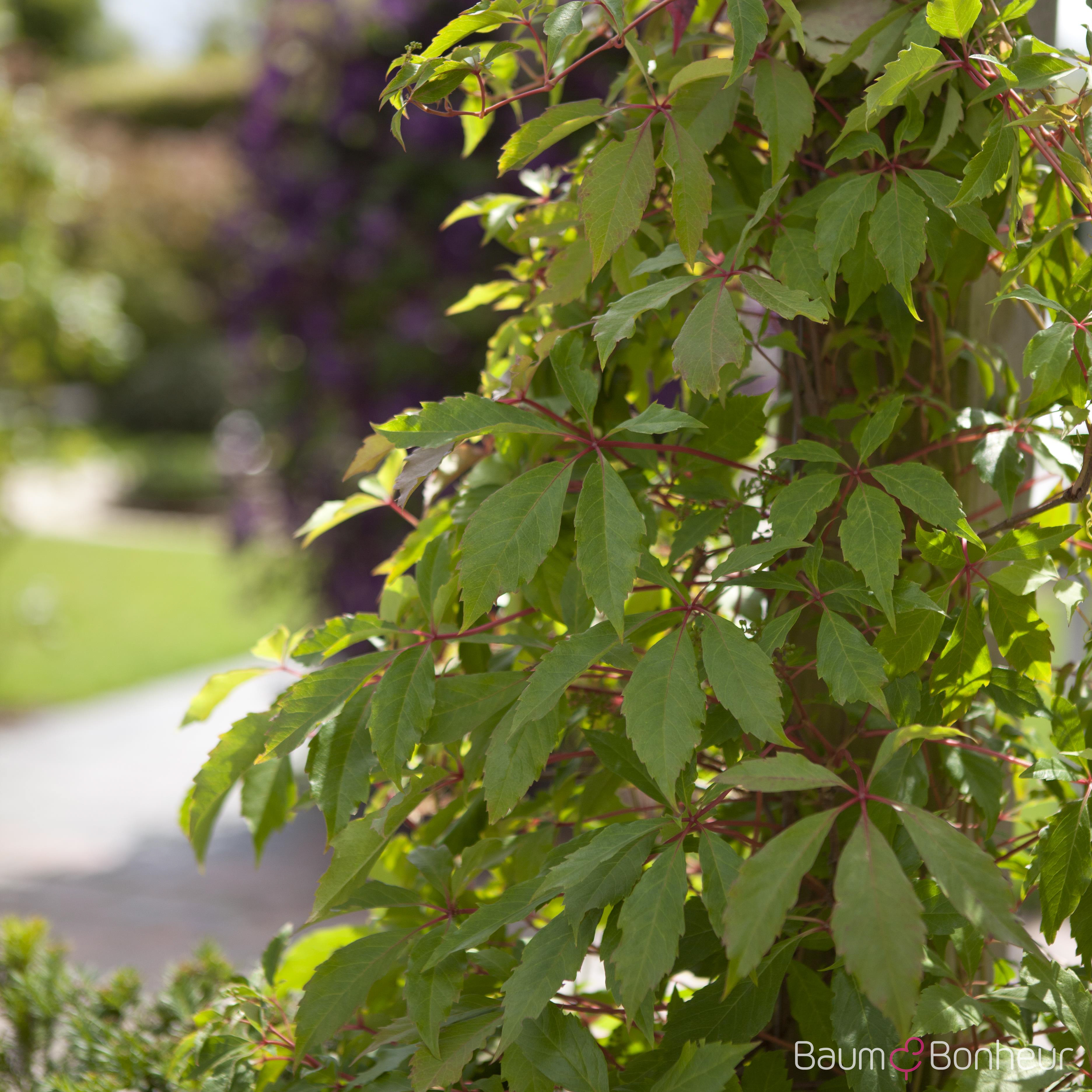 Parthenocissus quinquefolia 'Engelmannii'