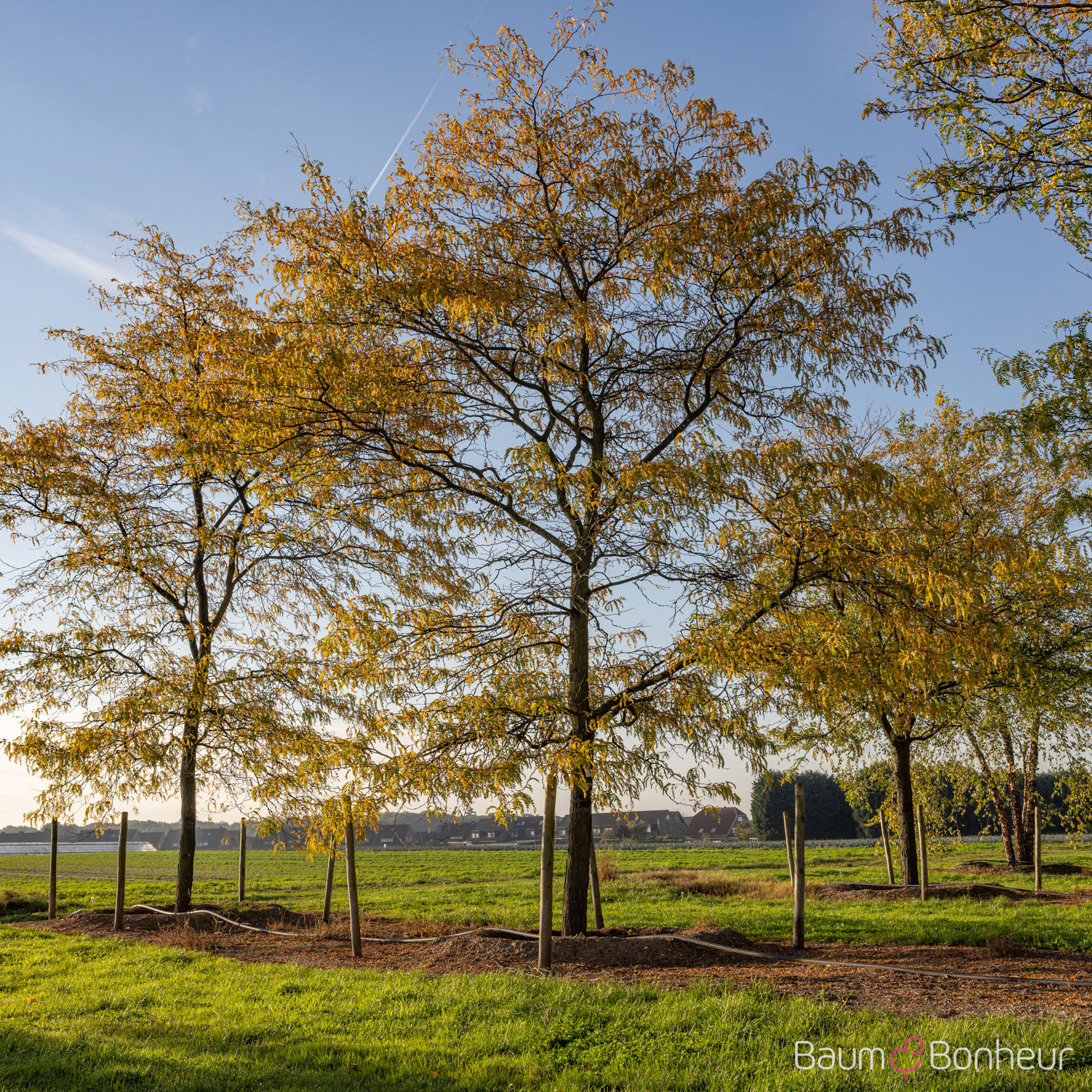 Gleditsia triacanthos f. inermis