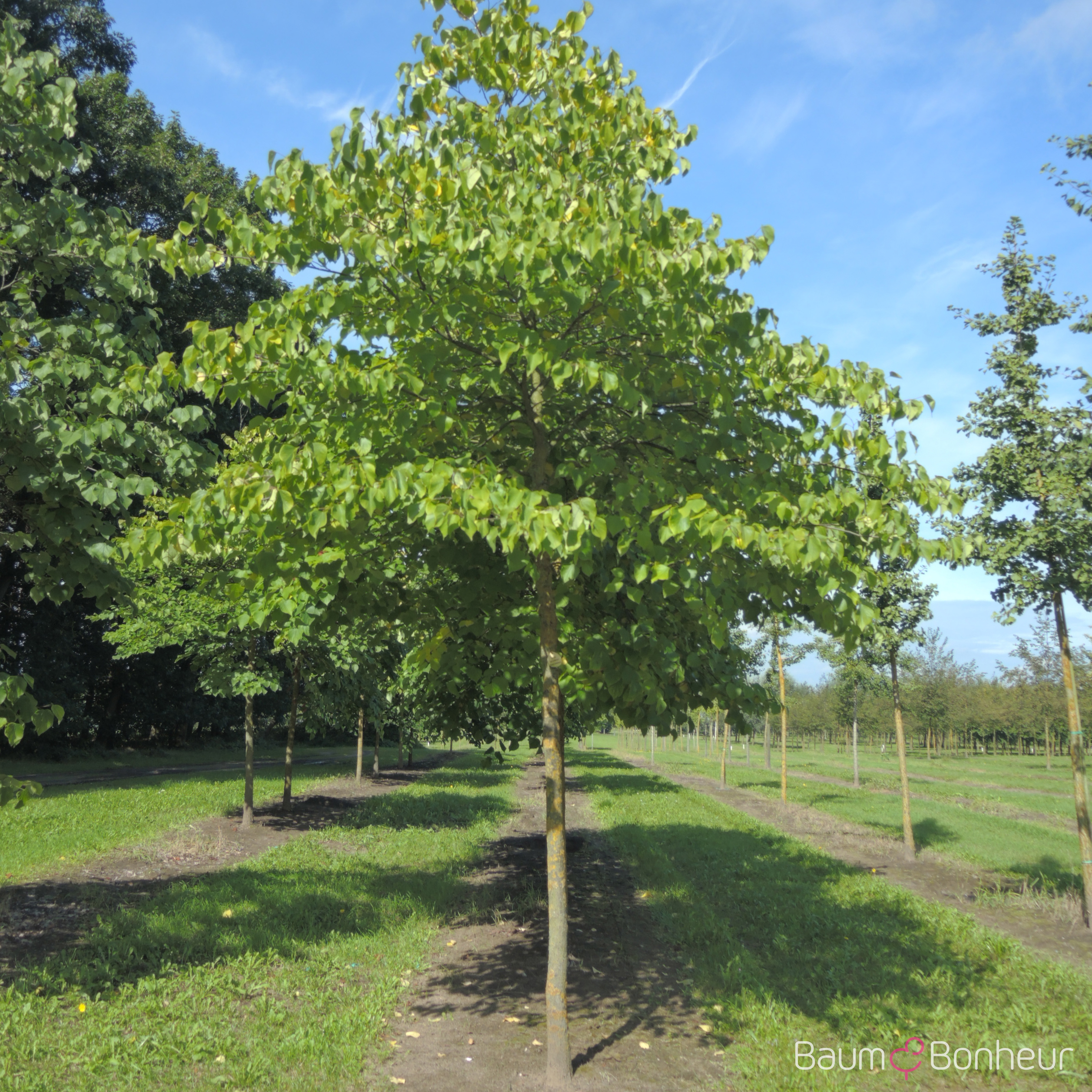 Cercis canadensis