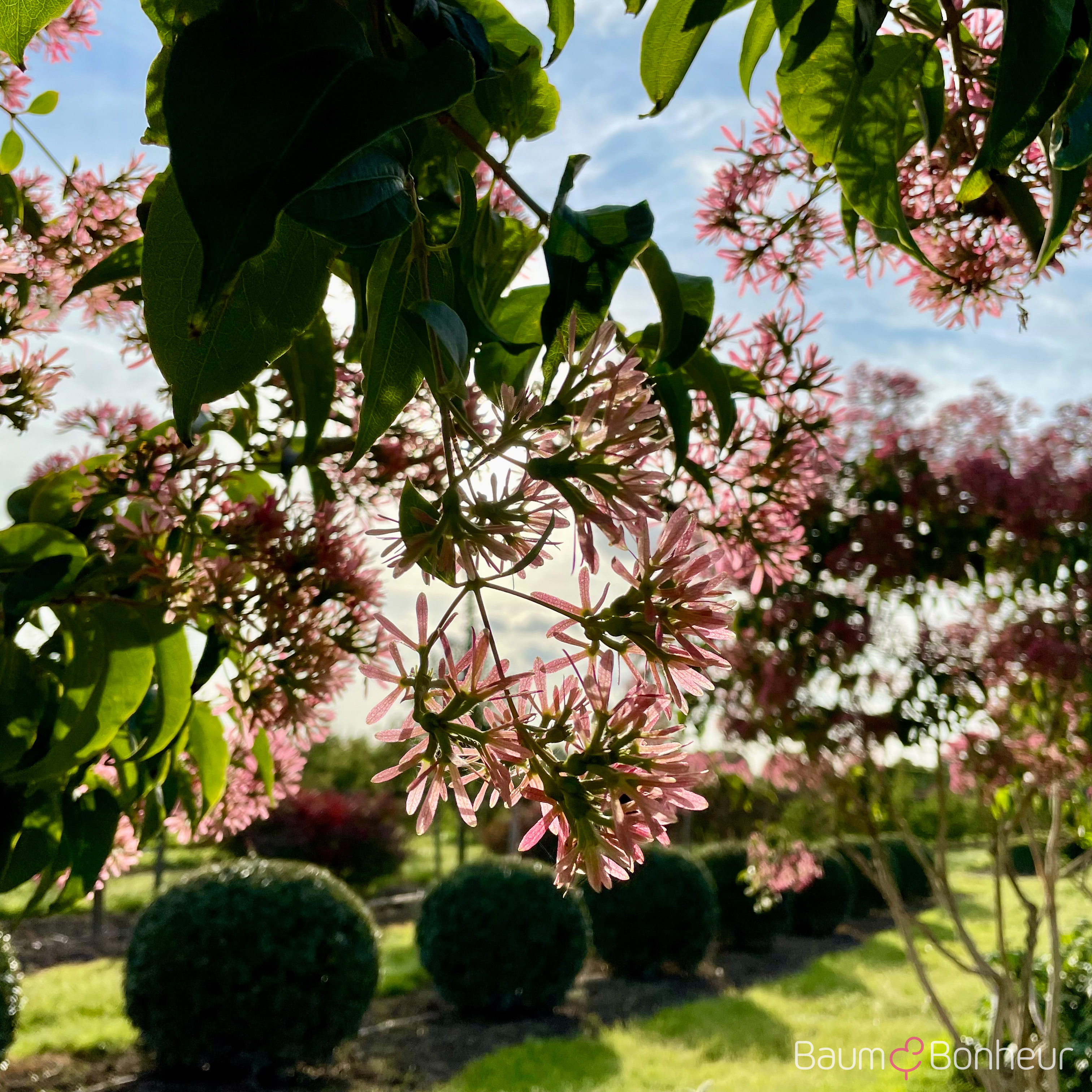 Heptacodium miconioides