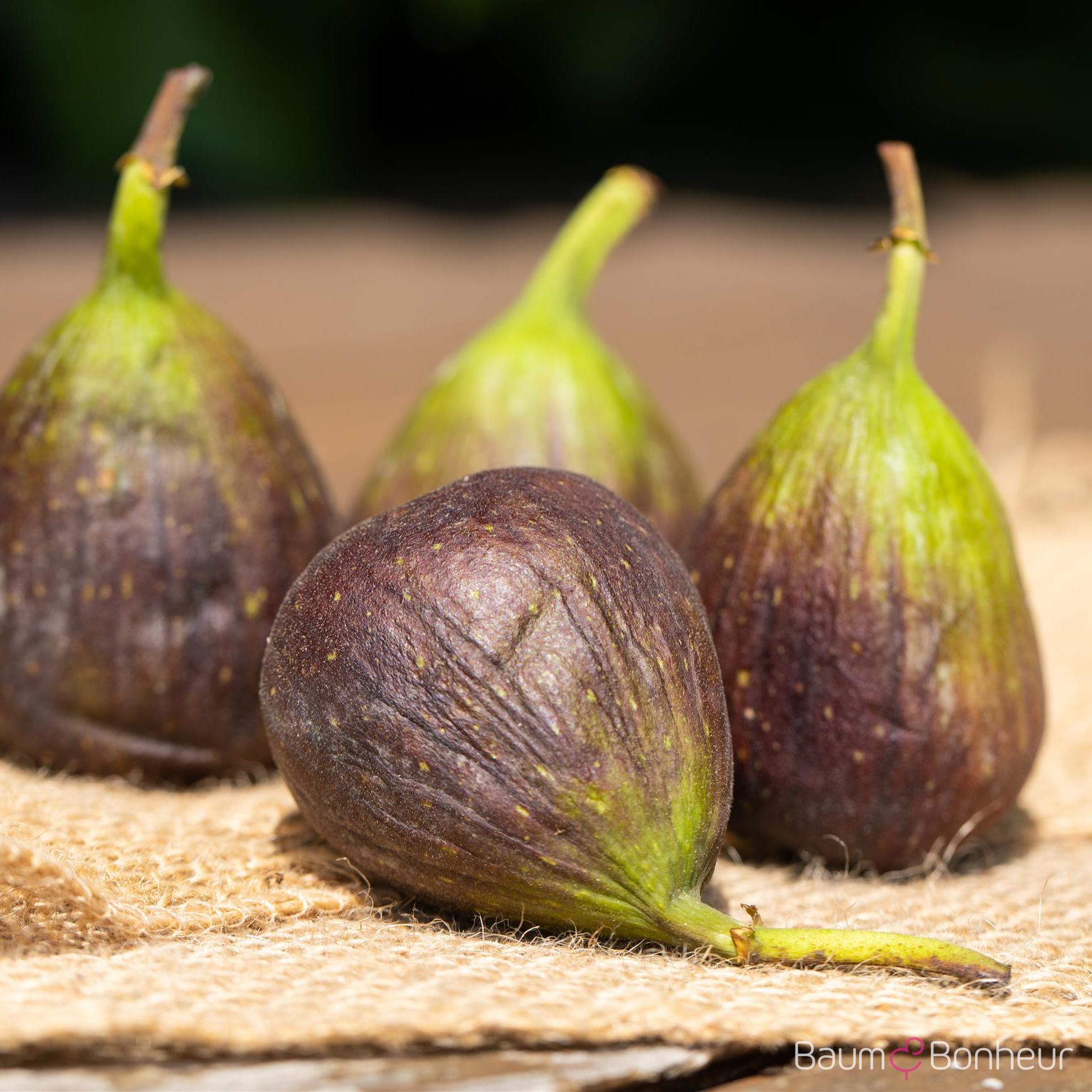 Ficus carica