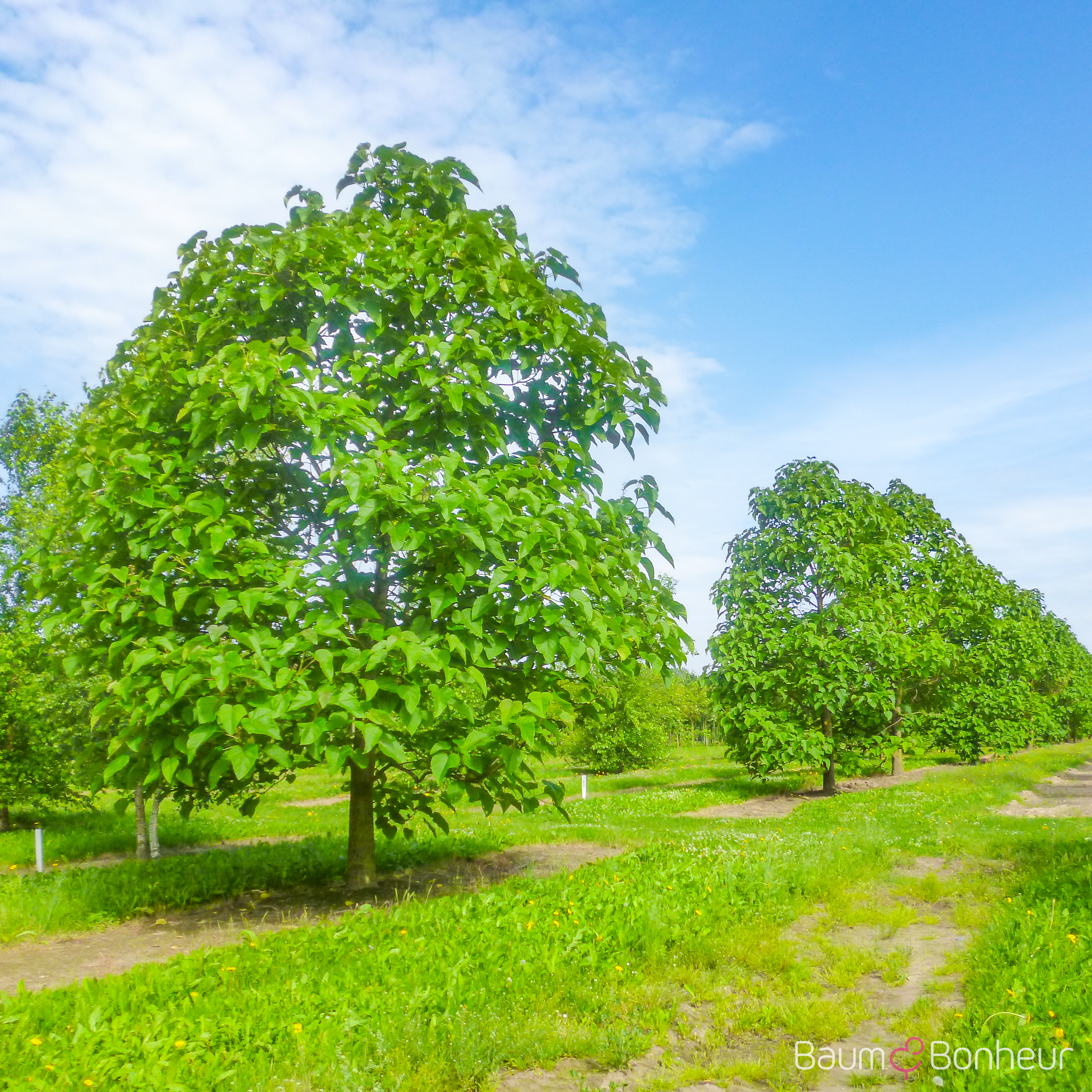 Paulownia fortunei 'Fast Blue' -R-