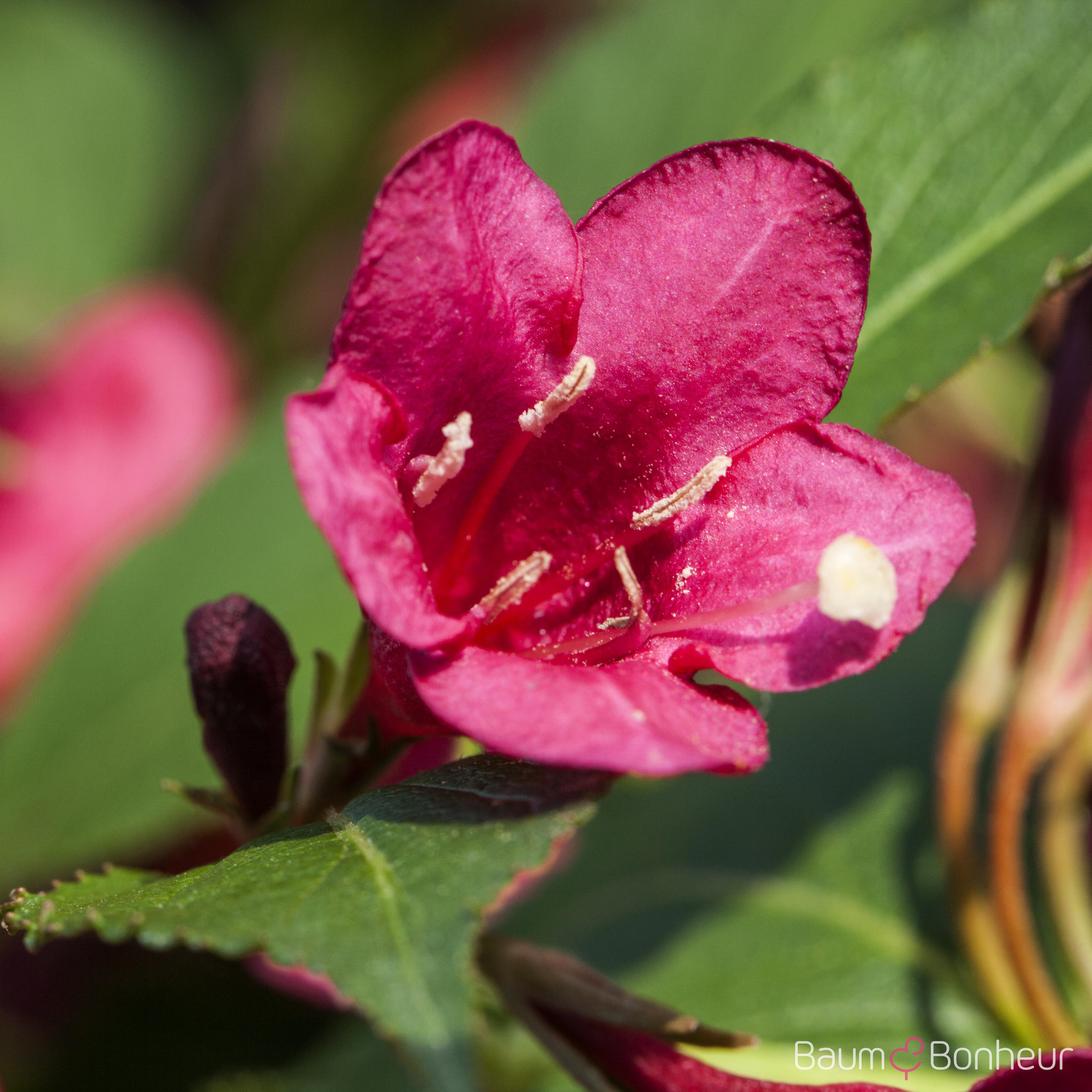 Weigela 'Red Prince'