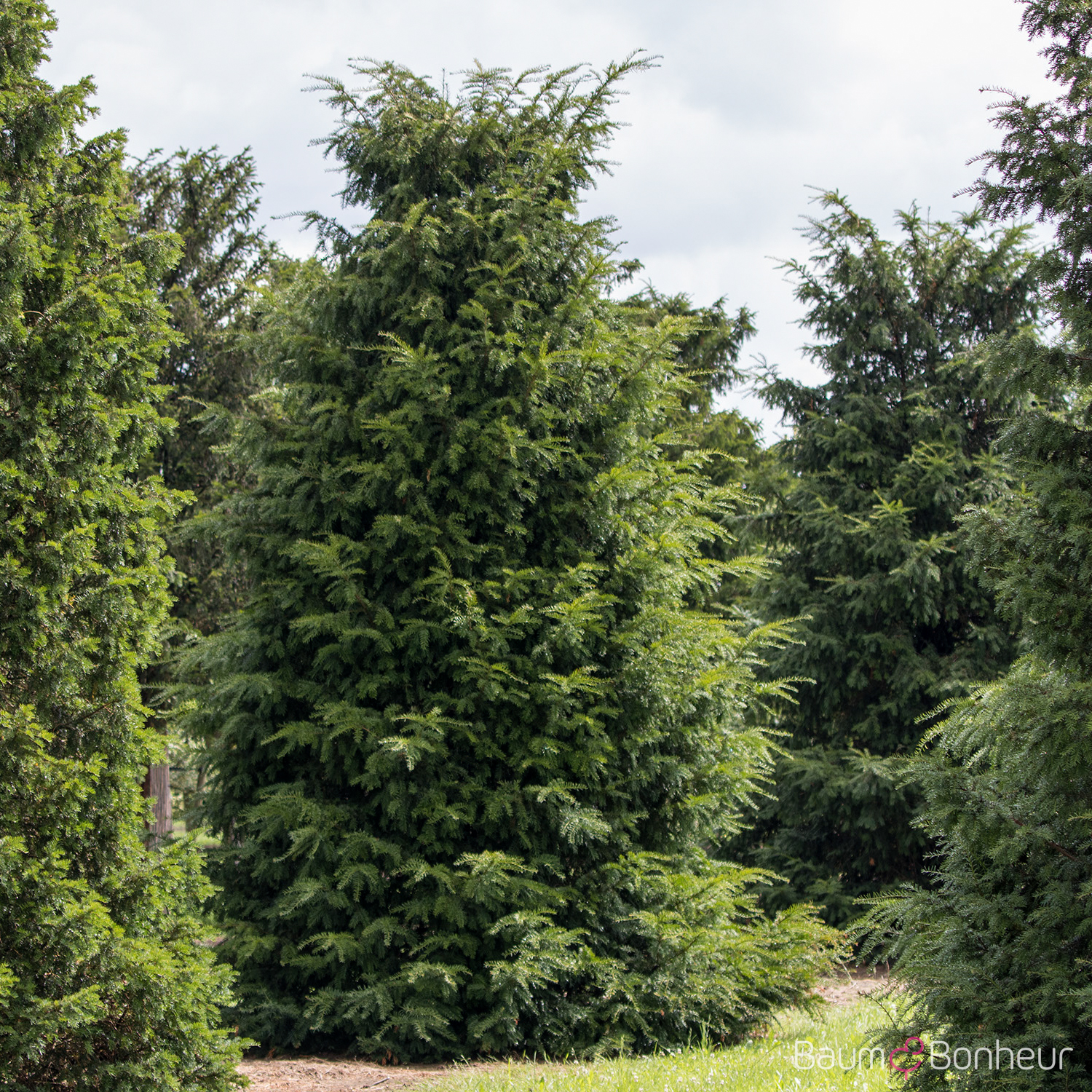Taxus baccata