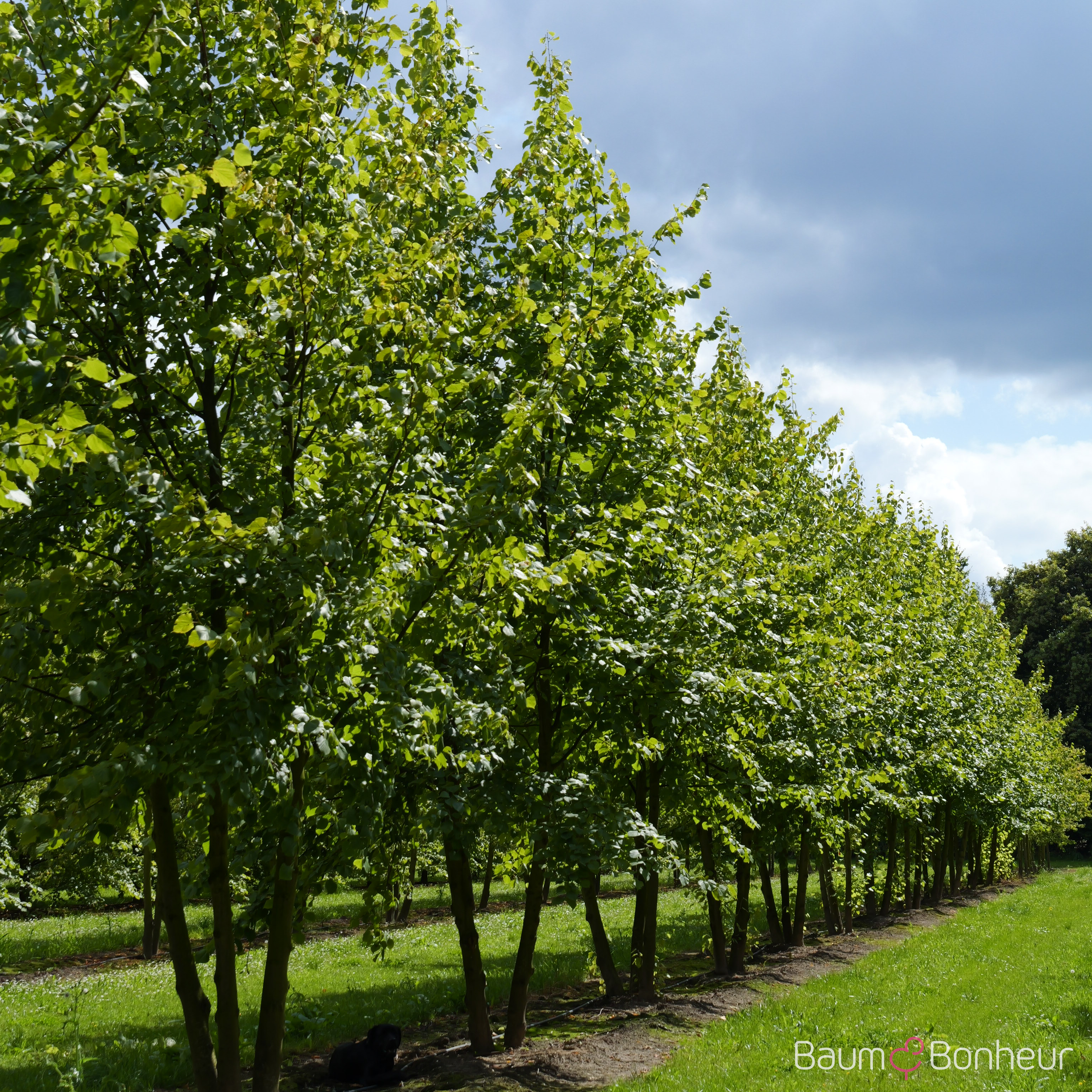 Tilia europaea 'Pallida Typ Lappen'