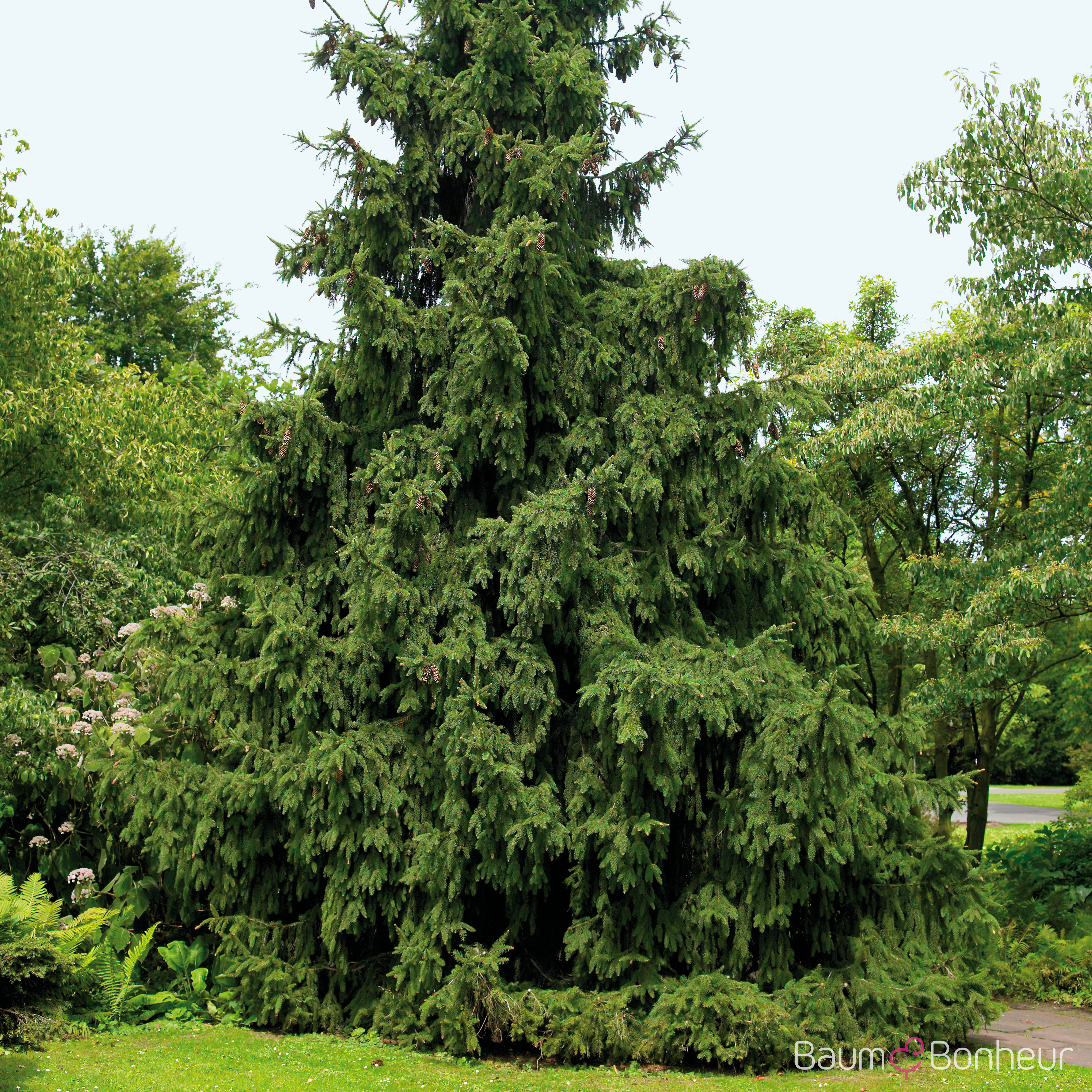 Picea abies 'Acrocona'