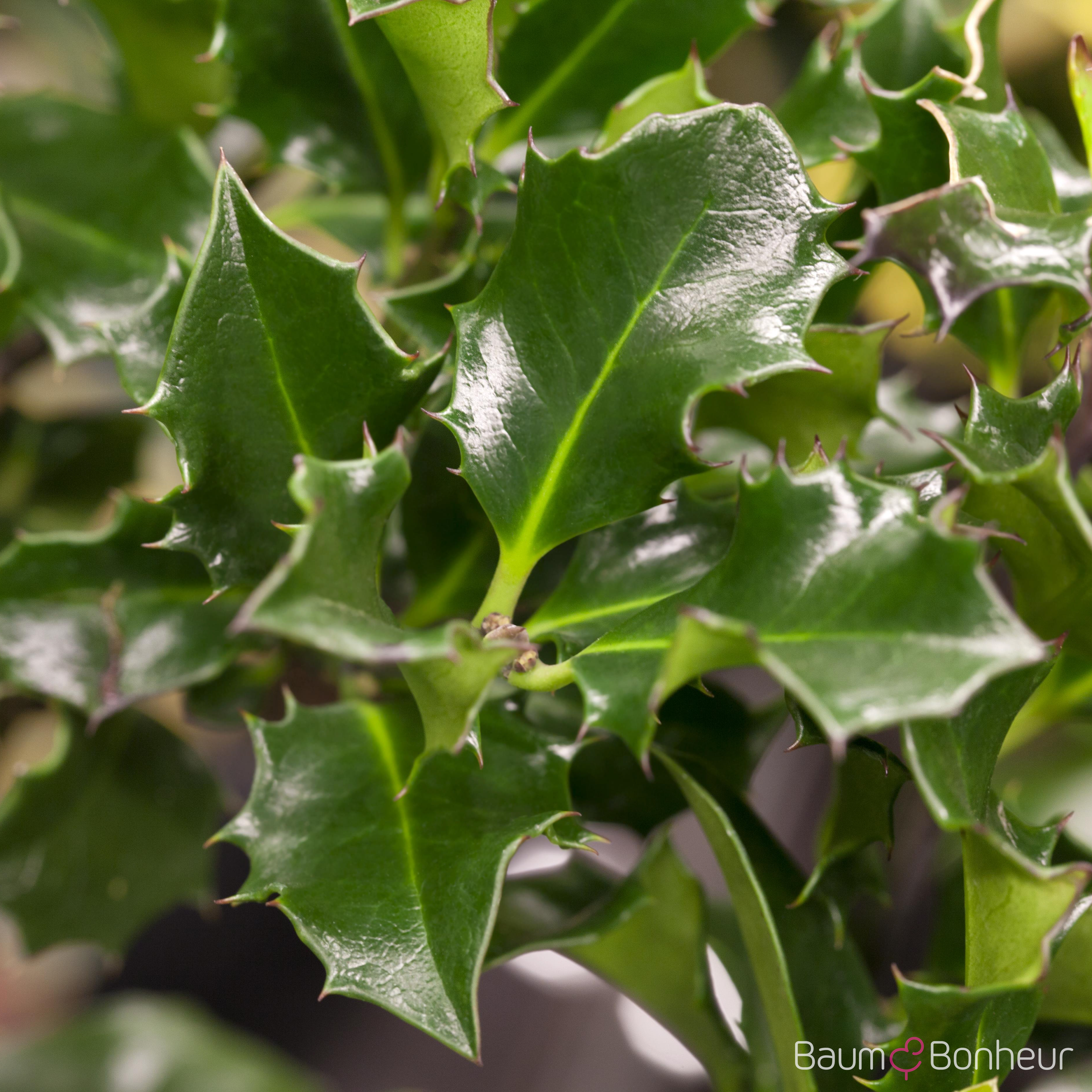 Ilex meserveae 'Blue Angel' -R-