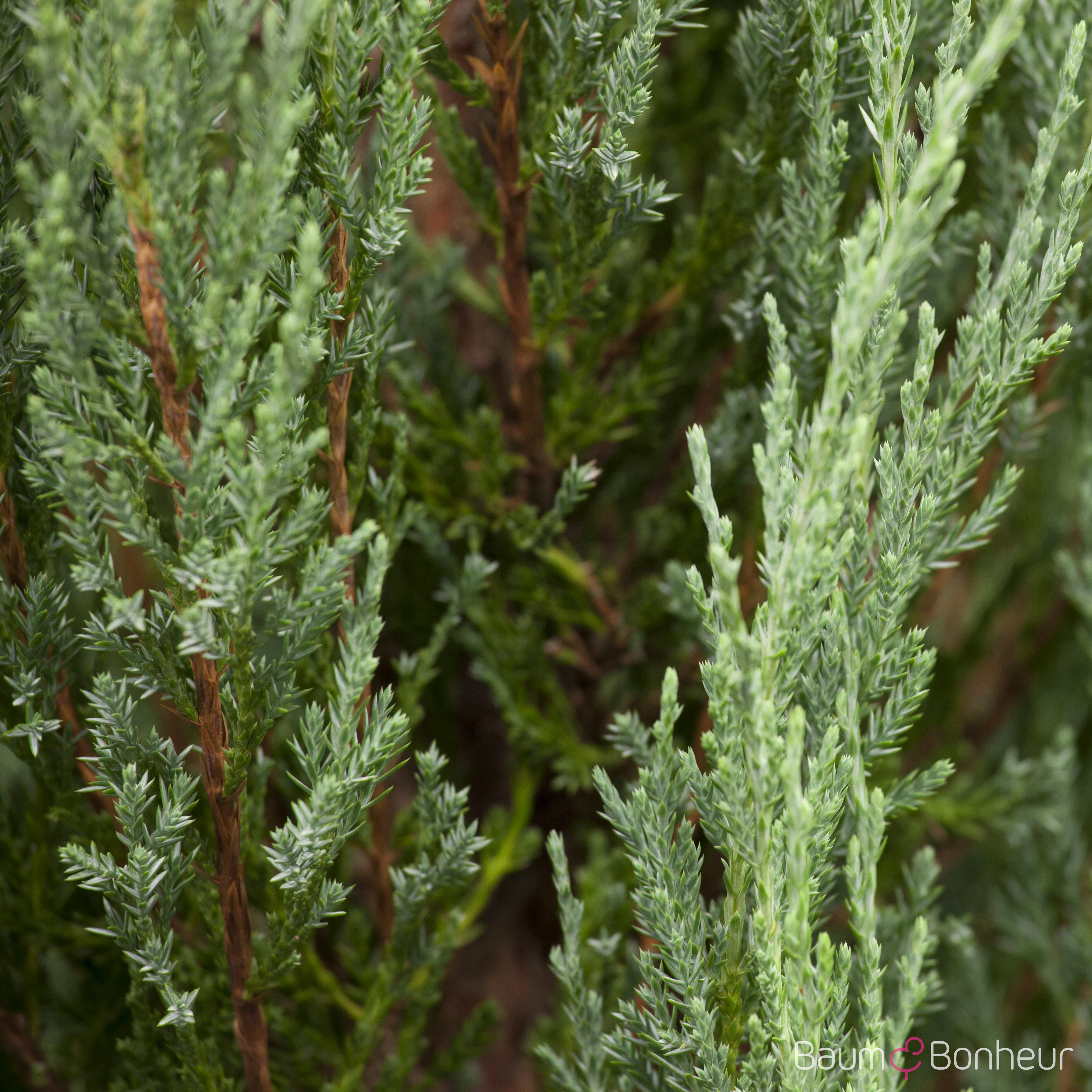 Juniperus scopulorum 'Blue Arrow'