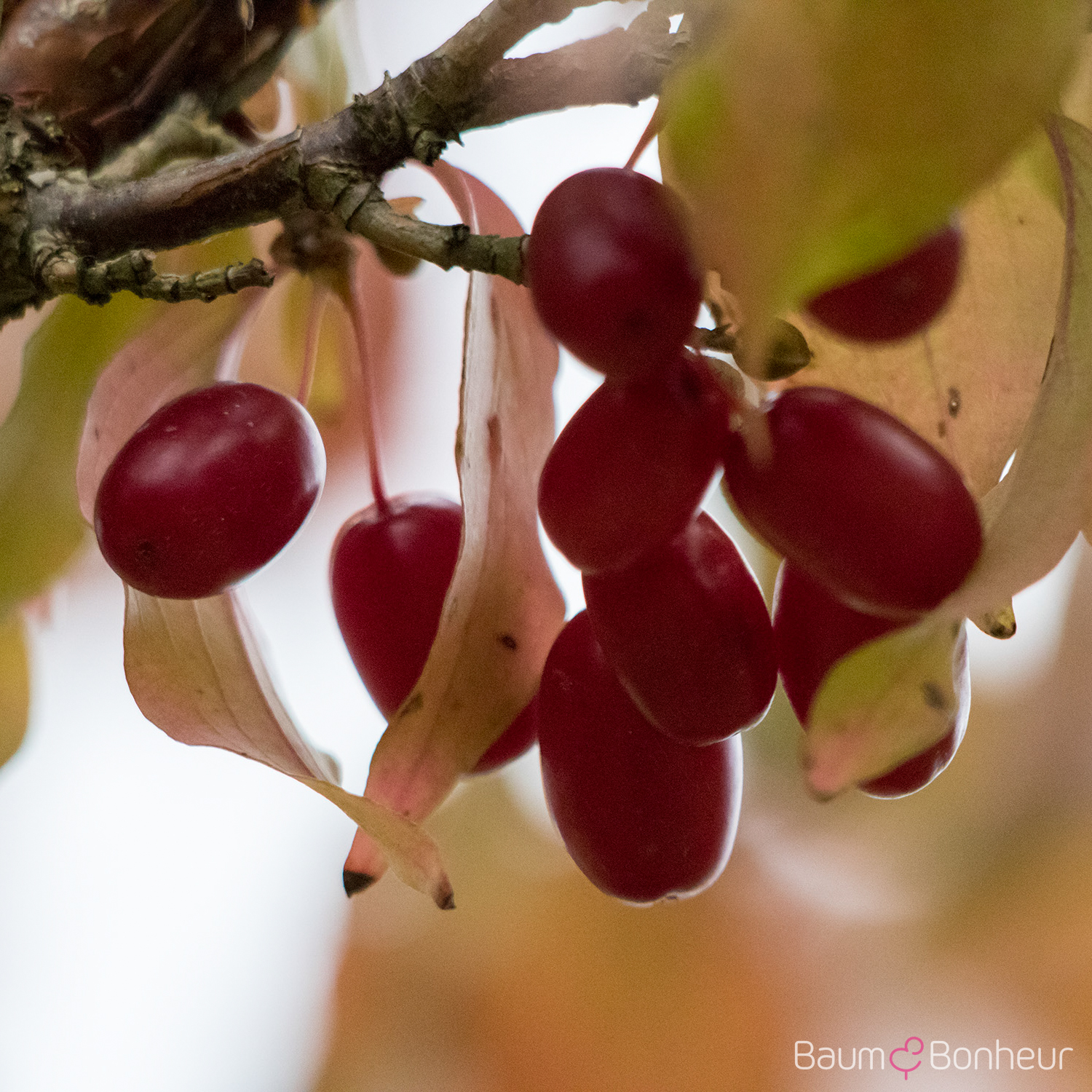 Cornus officinalis 'Robin's Pride'