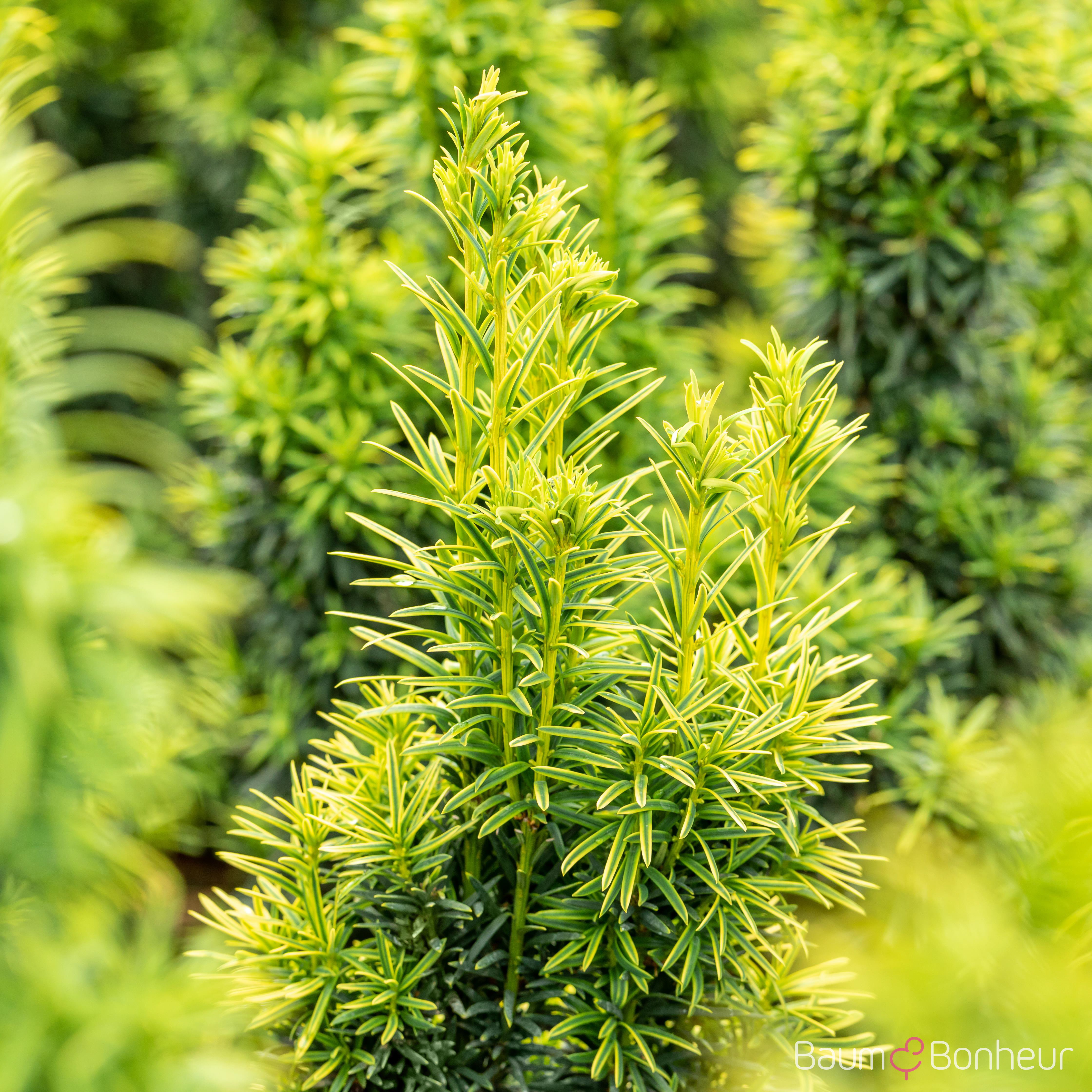 Taxus baccata 'Fastigiata Aureomarginata'