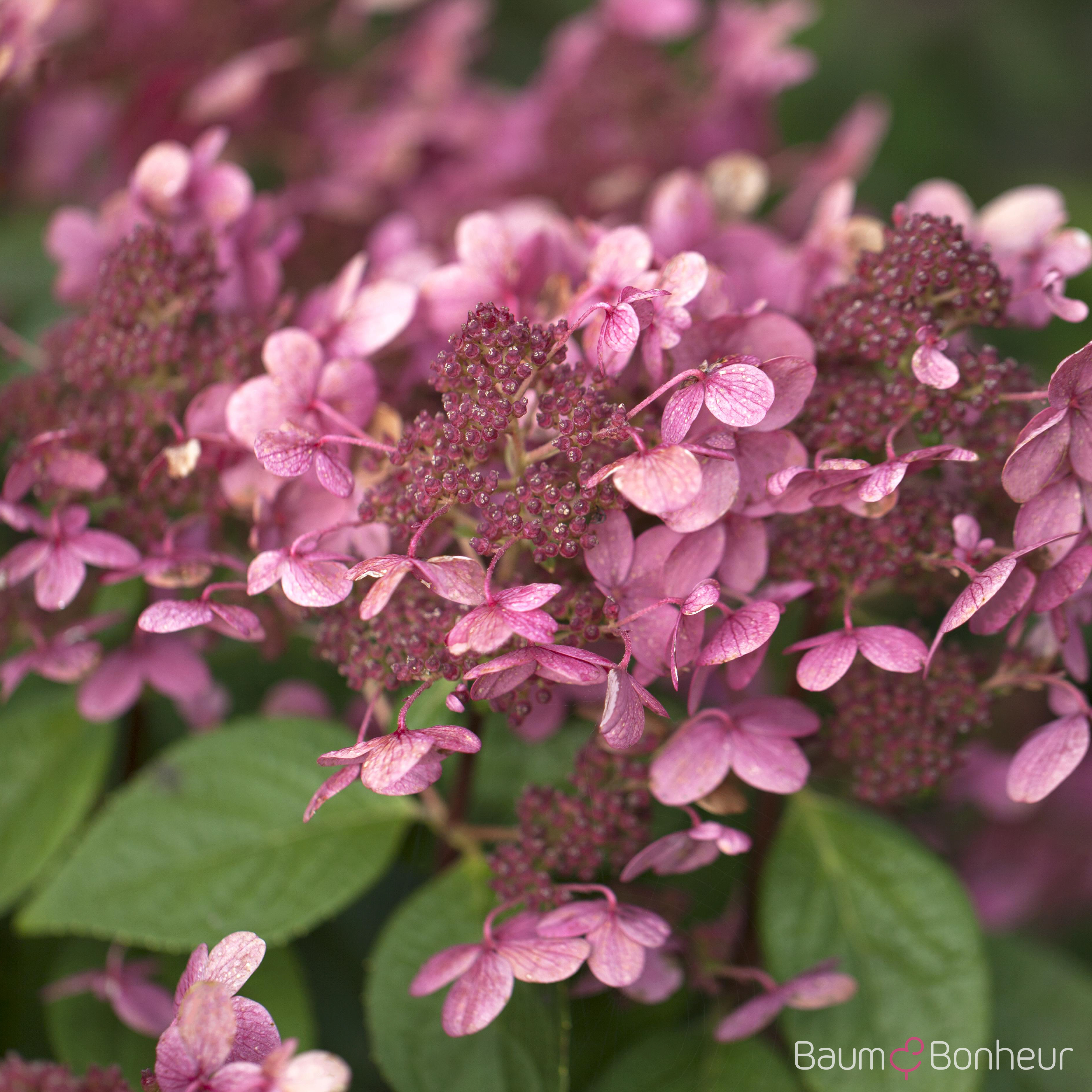 Hydrangea paniculata 'Early Sensation' -R-