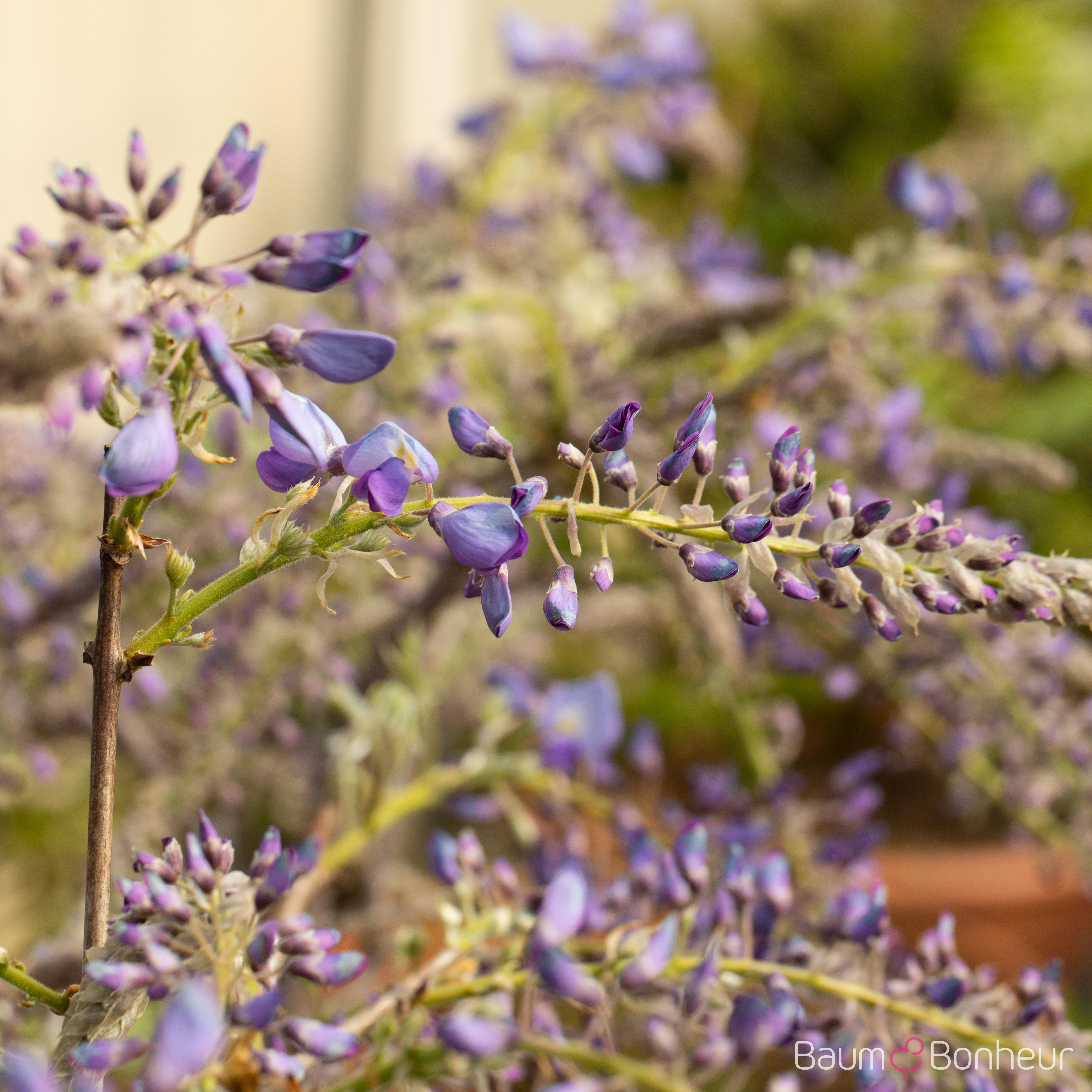 Wisteria sinensis
