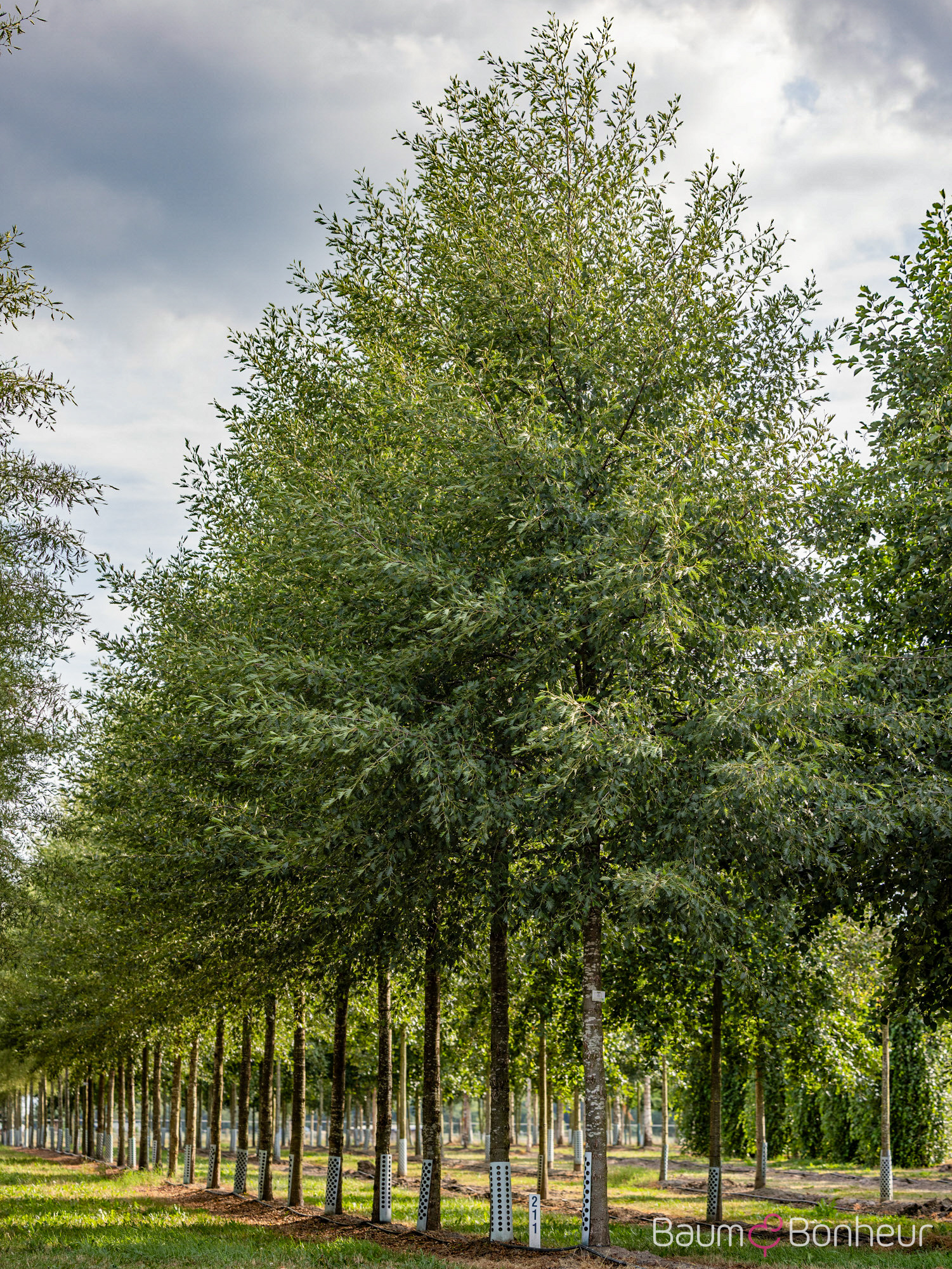 Alnus glutinosa 'Laciniata'
