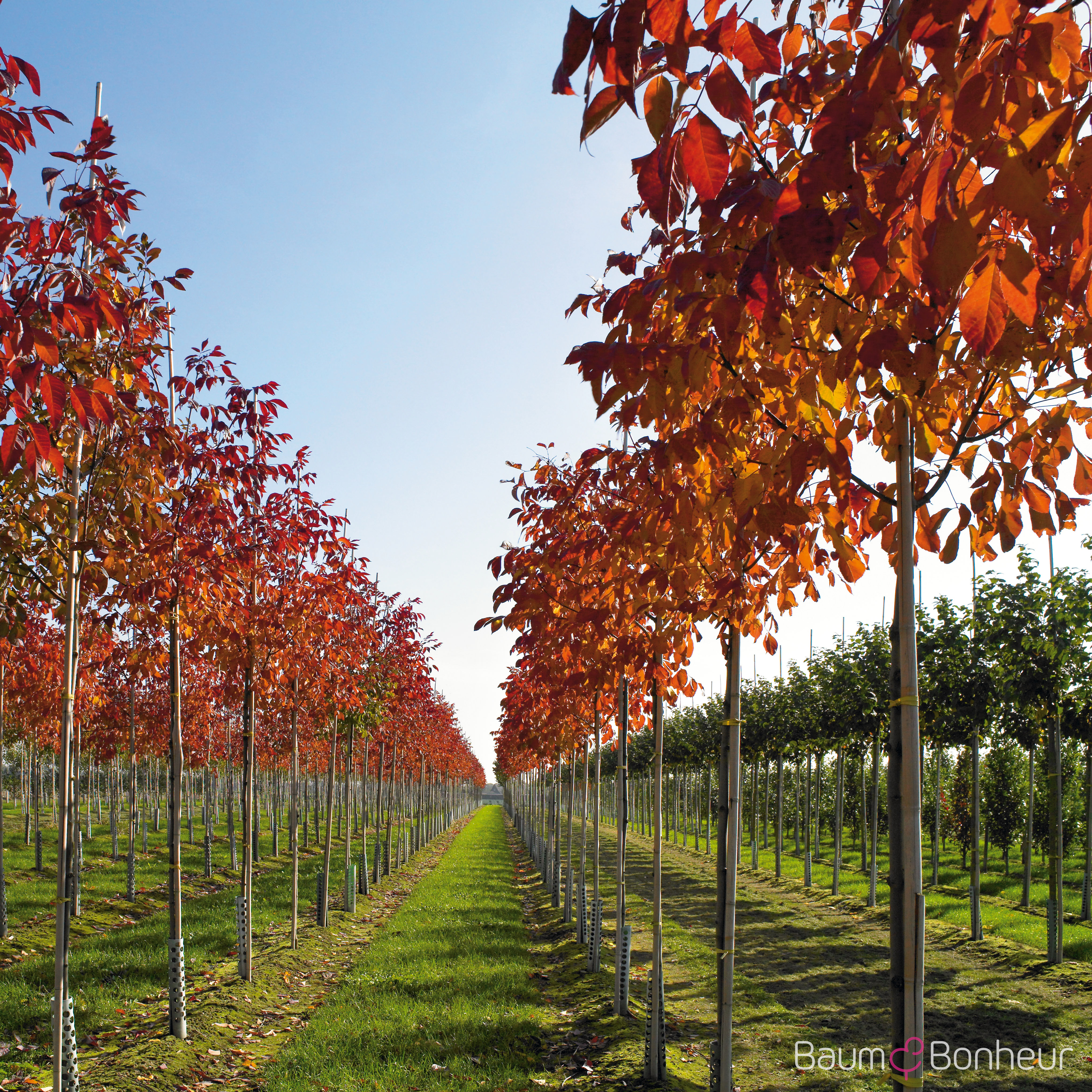 Fraxinus americana 'Autumn Purple'