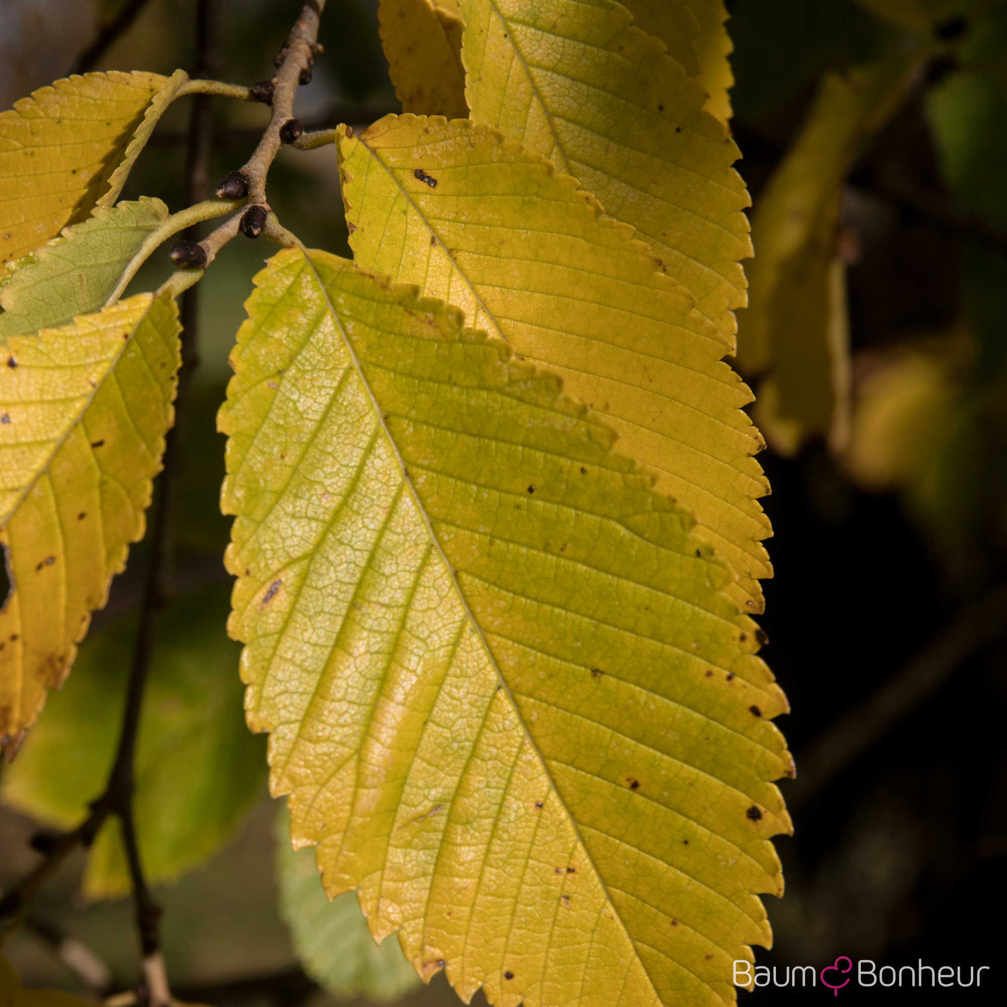 Ulmus 'Sapporo Autumn Gold' -S-