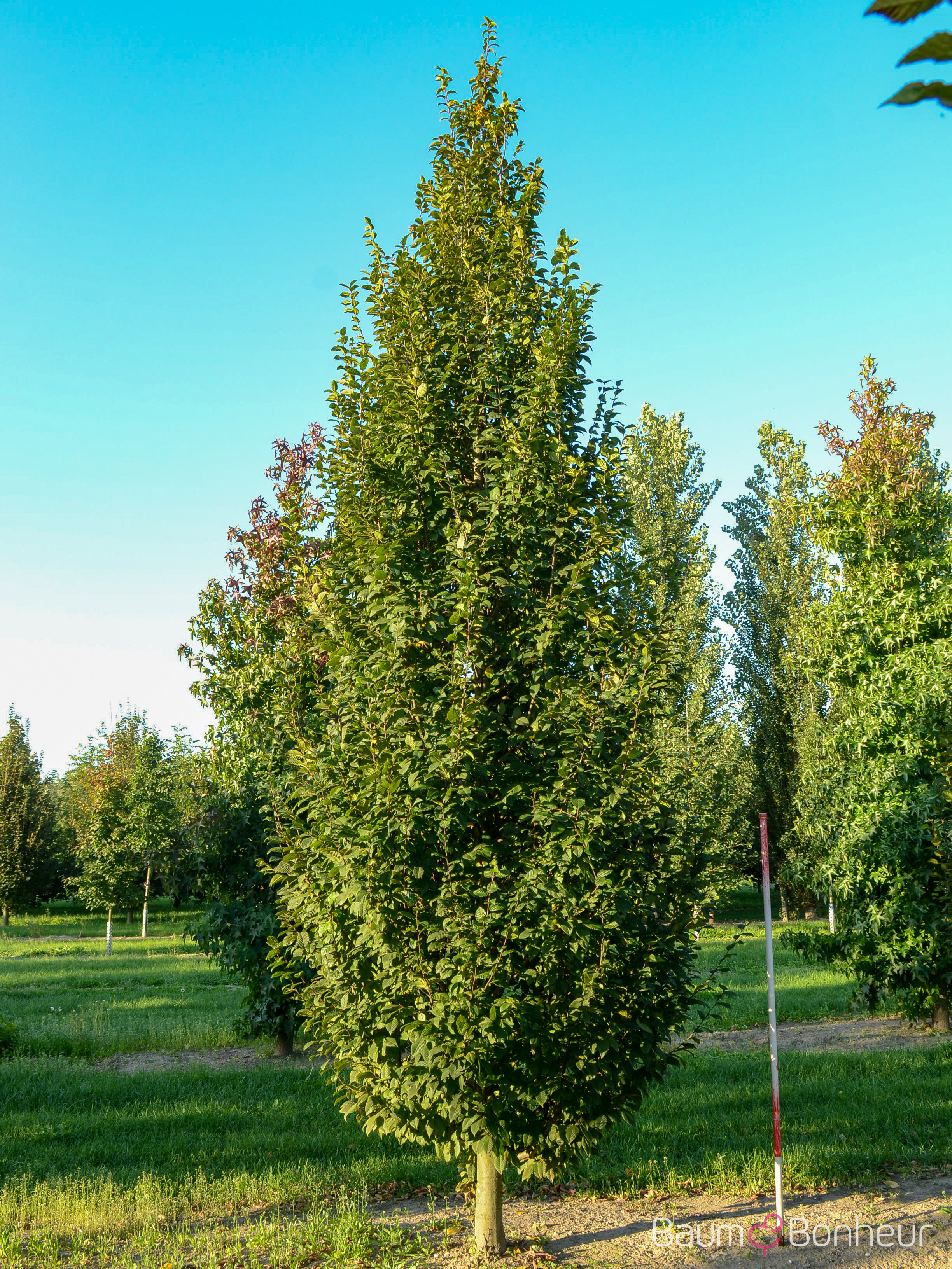 Carpinus betulus 'Lucas'