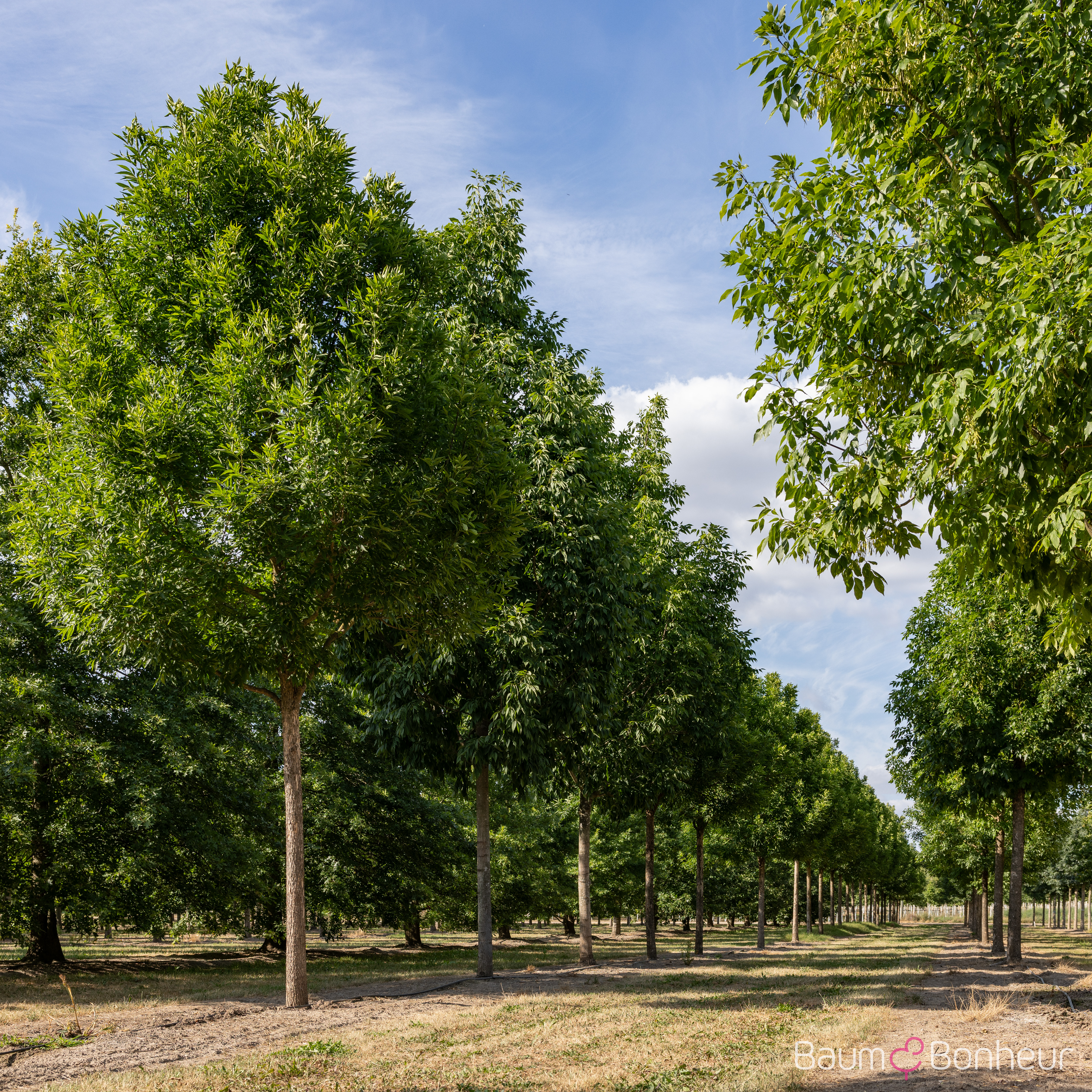 Fraxinus pennsylvanica 'Patmore'