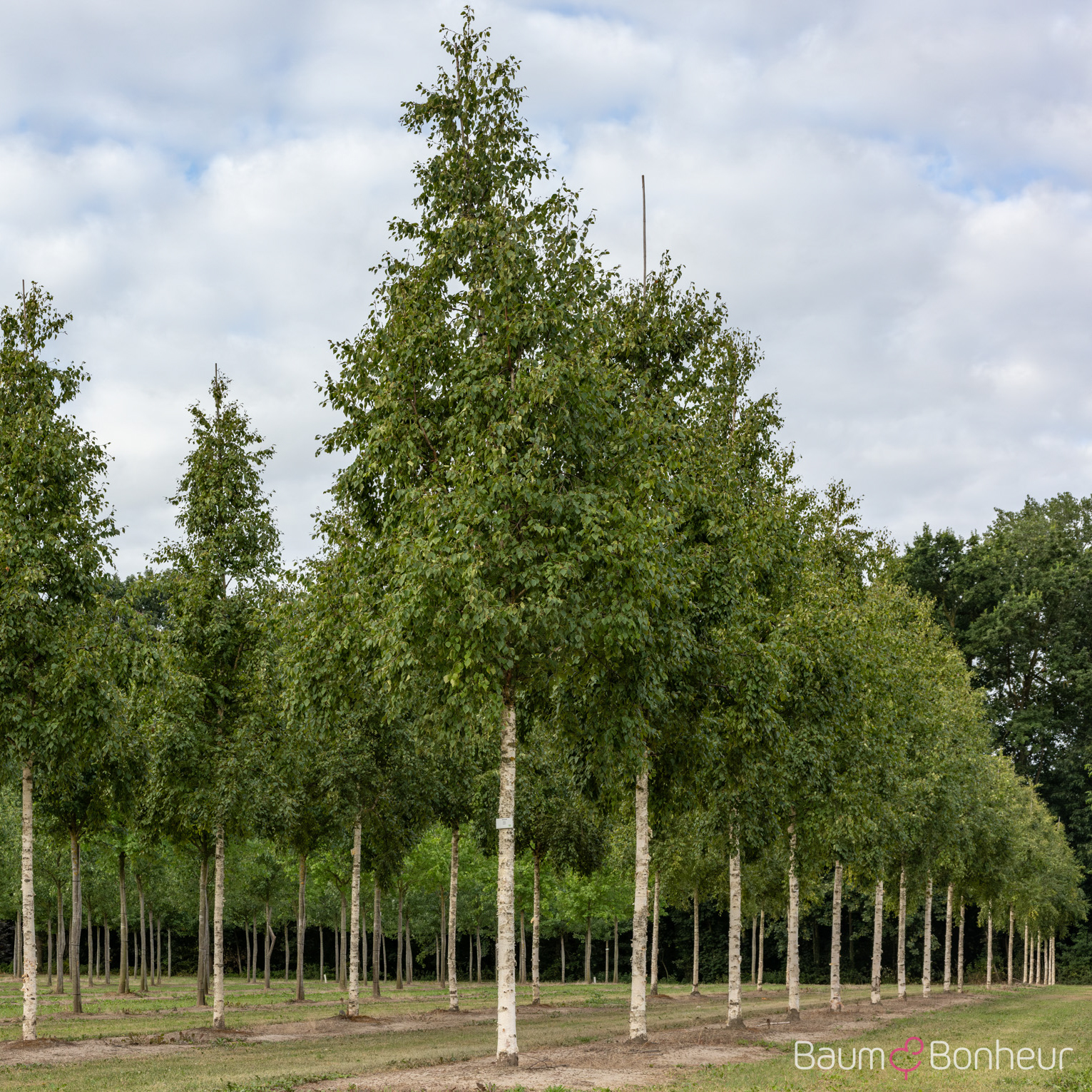 Betula ermanii