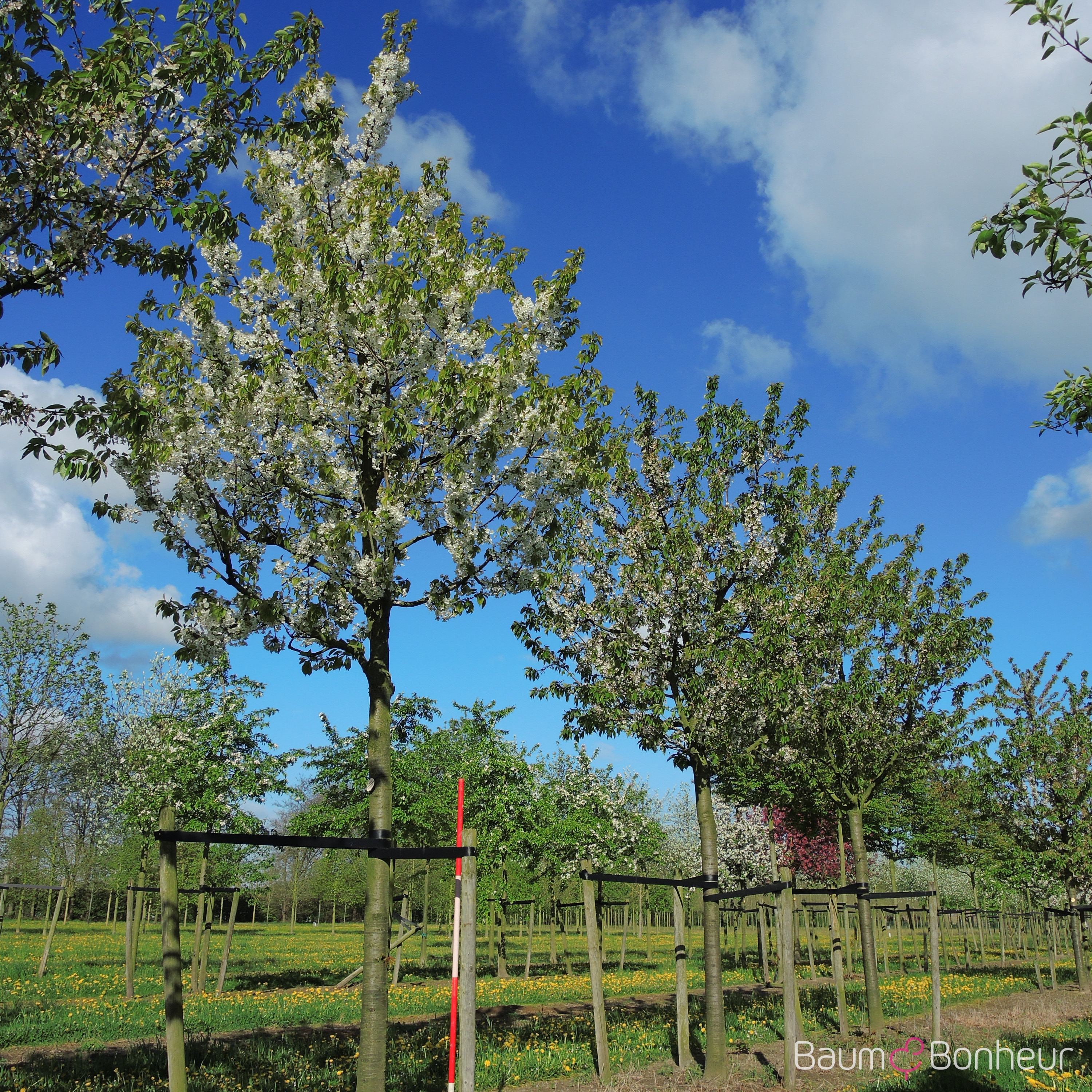 Prunus av. 'Gr.Prinzessinkirsche'