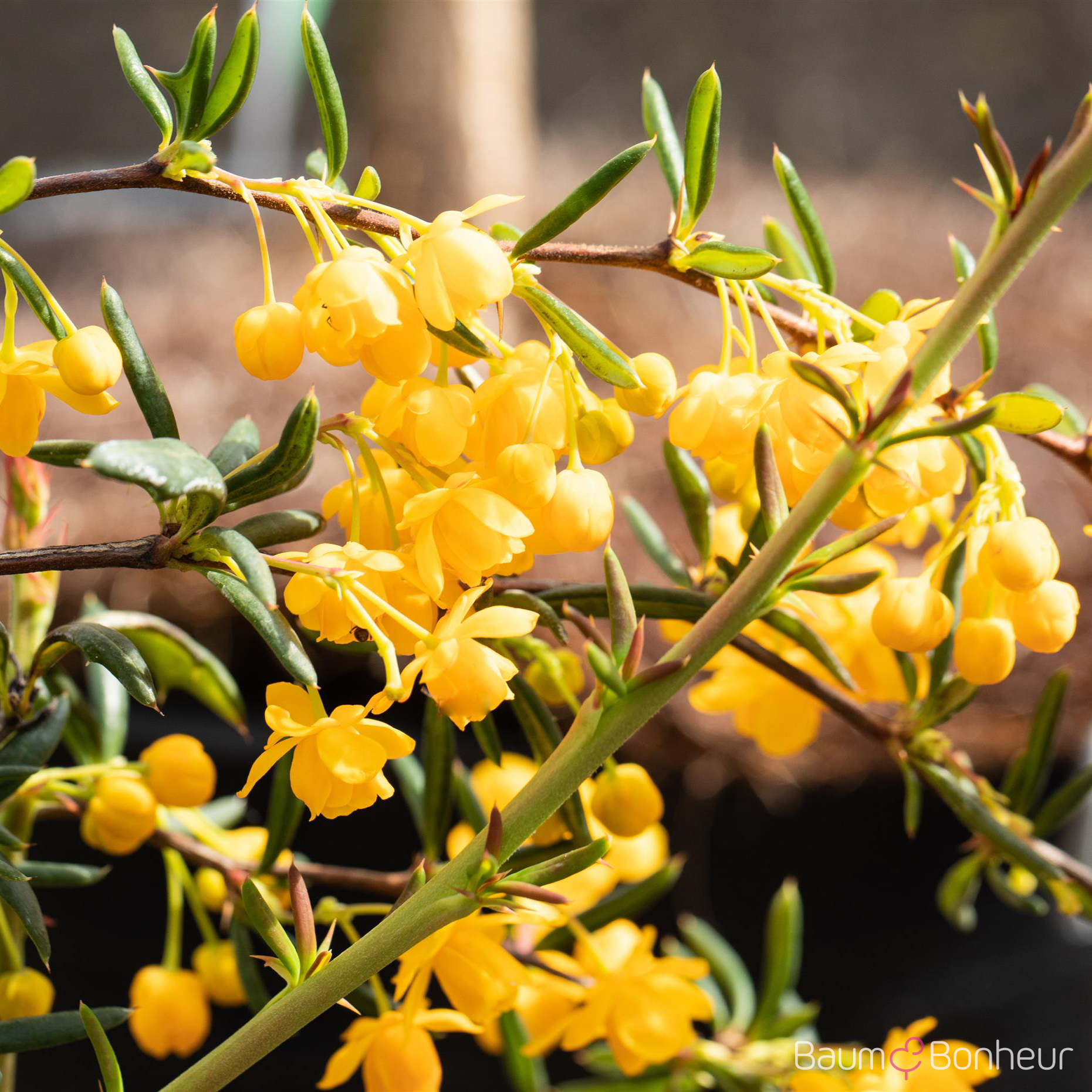 Berberis gagnepainii lanceifolia