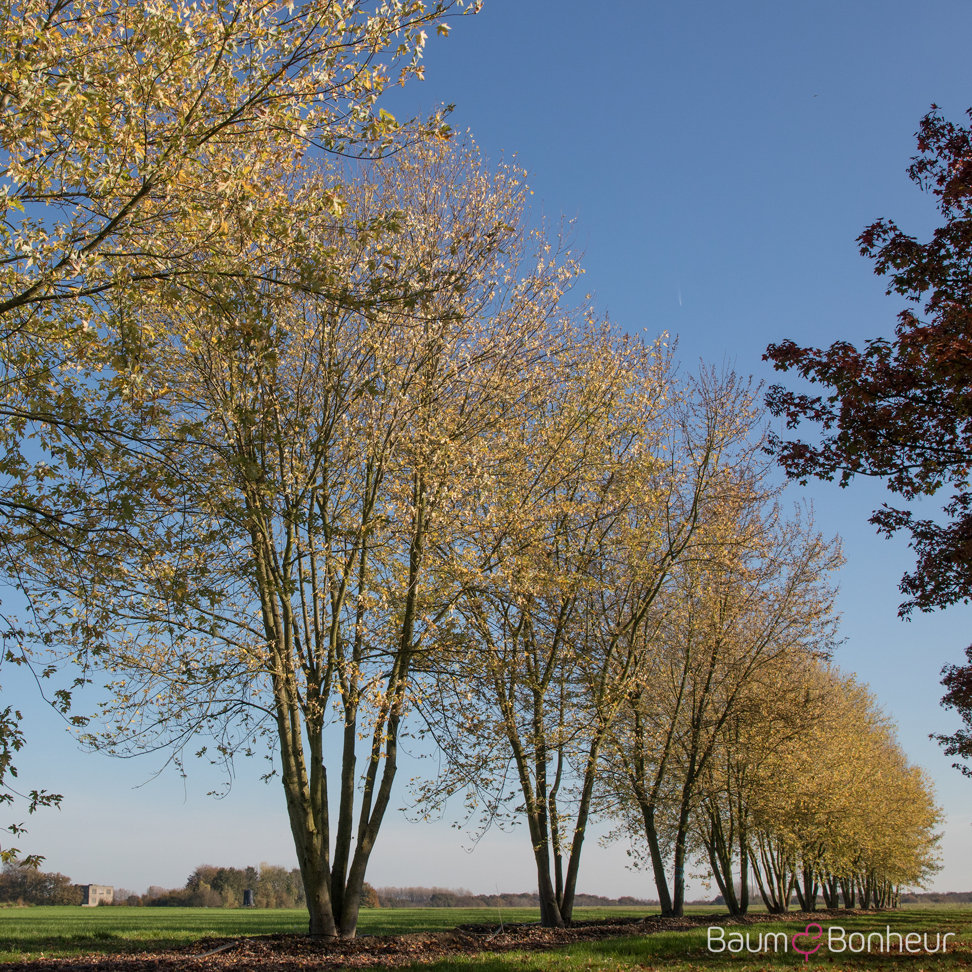 Acer saccharinum