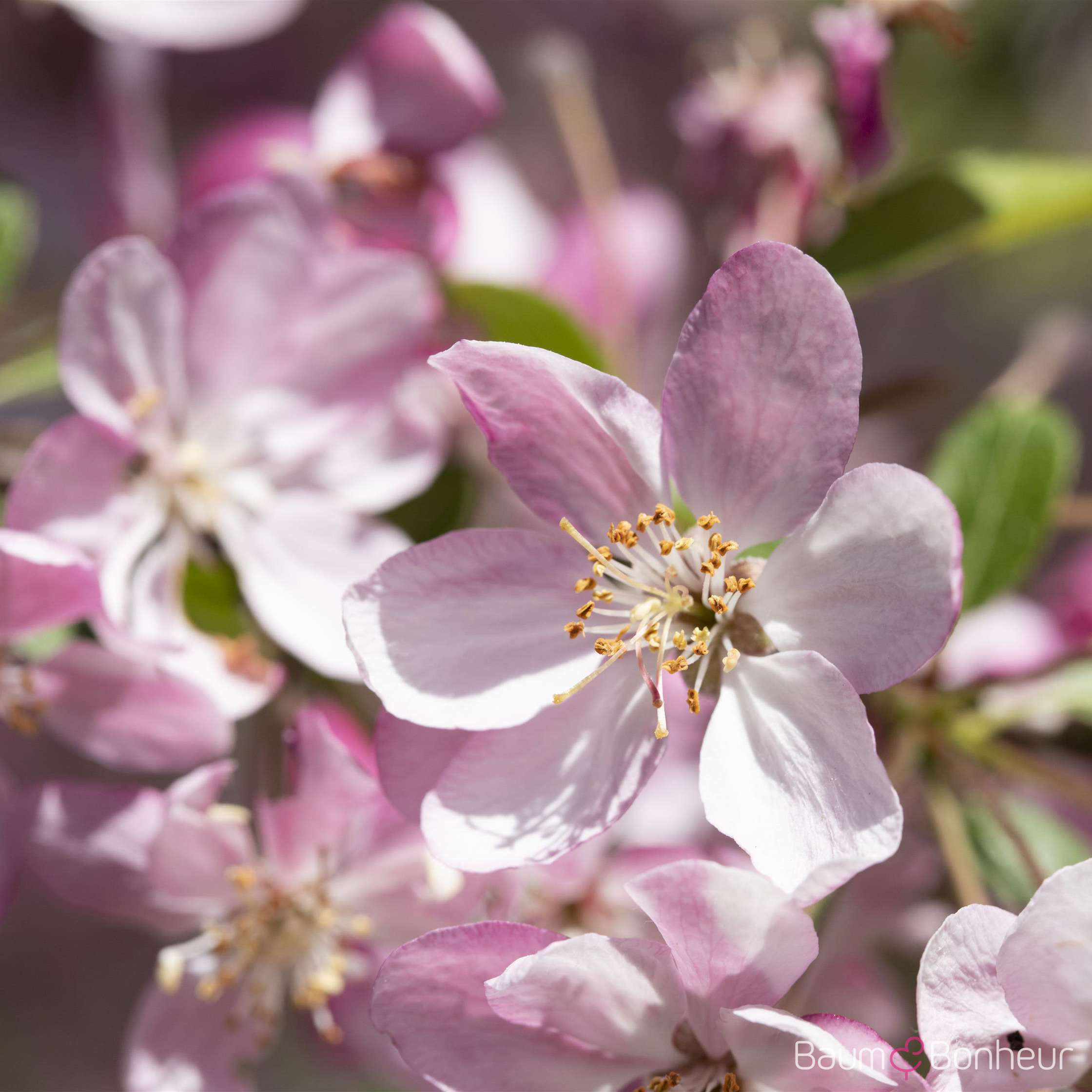 Malus 'Hillieri'