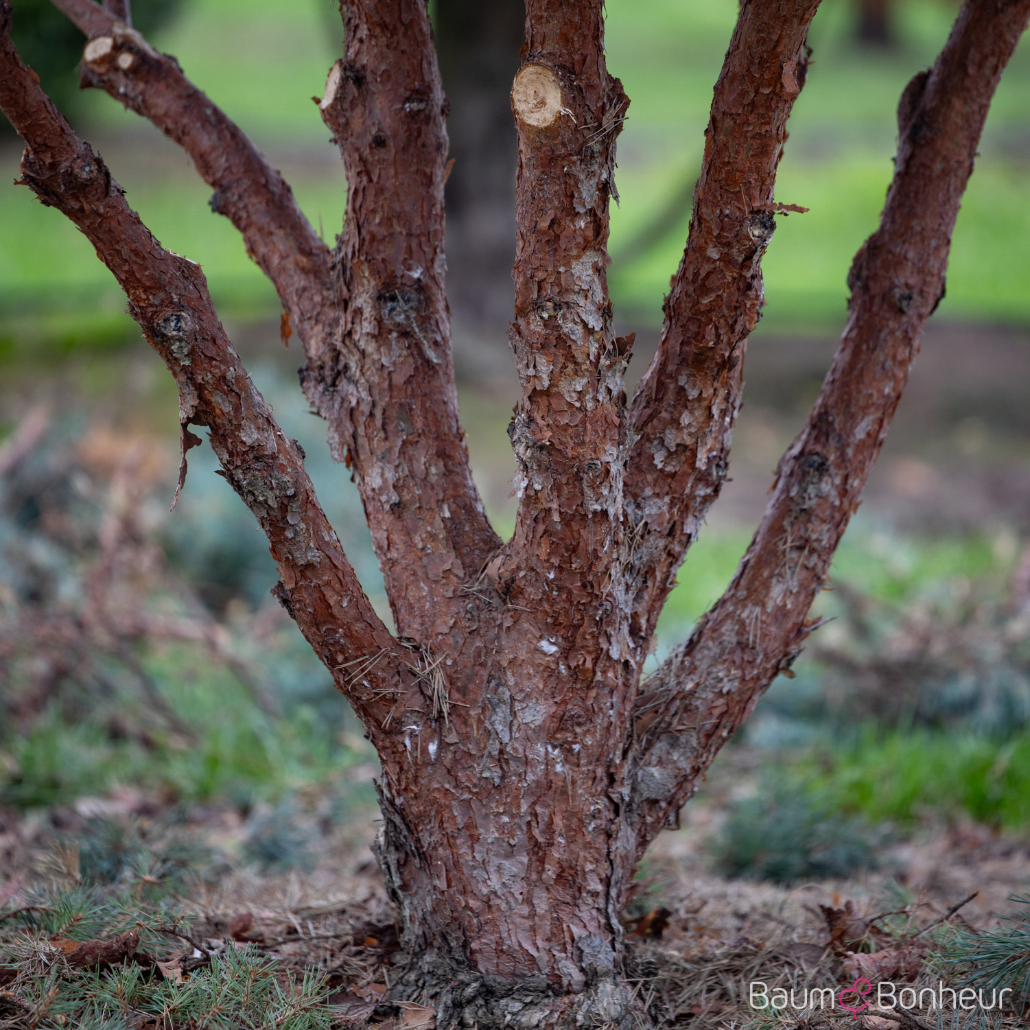 Pinus sylvestris 'Watereri'