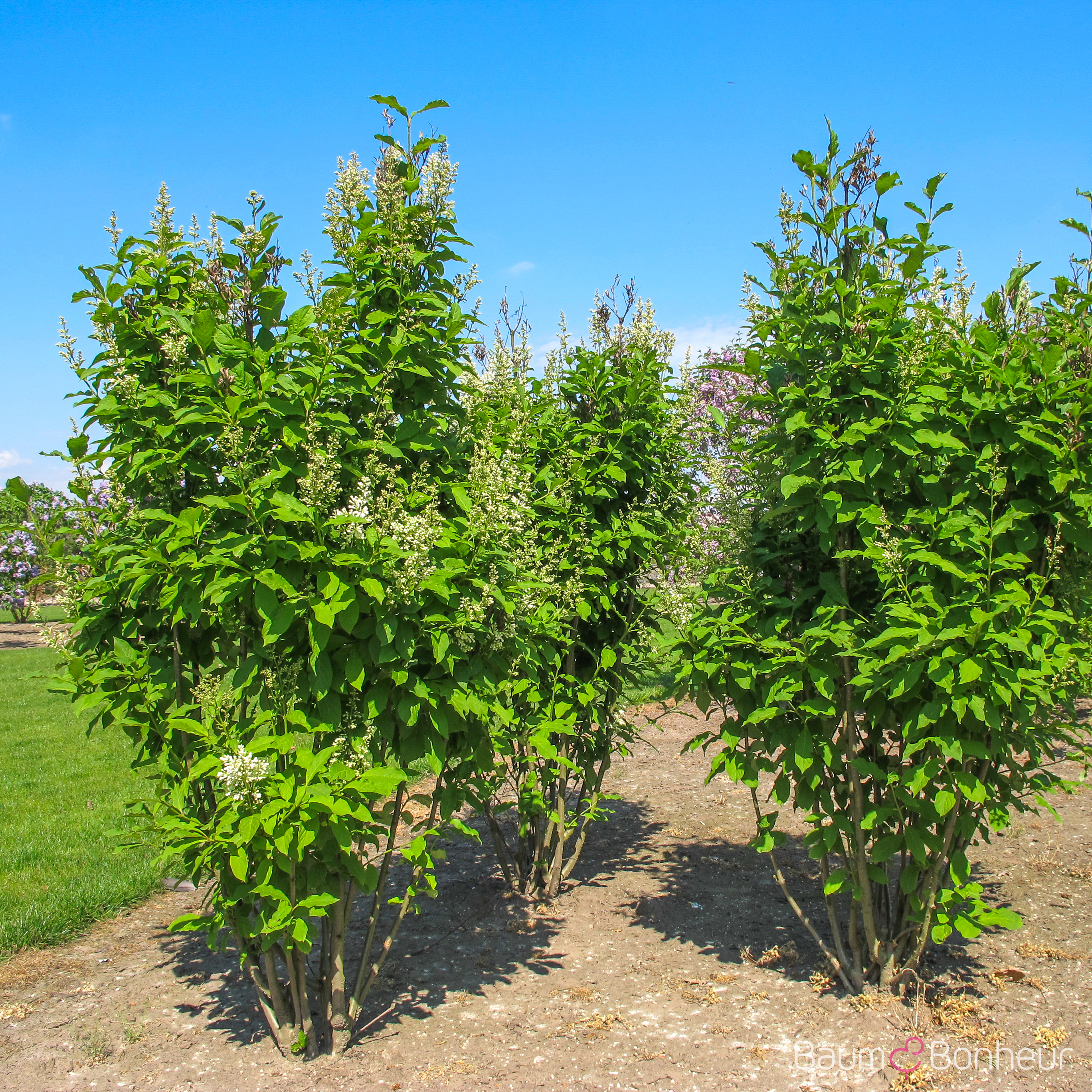 Syringa chinensis