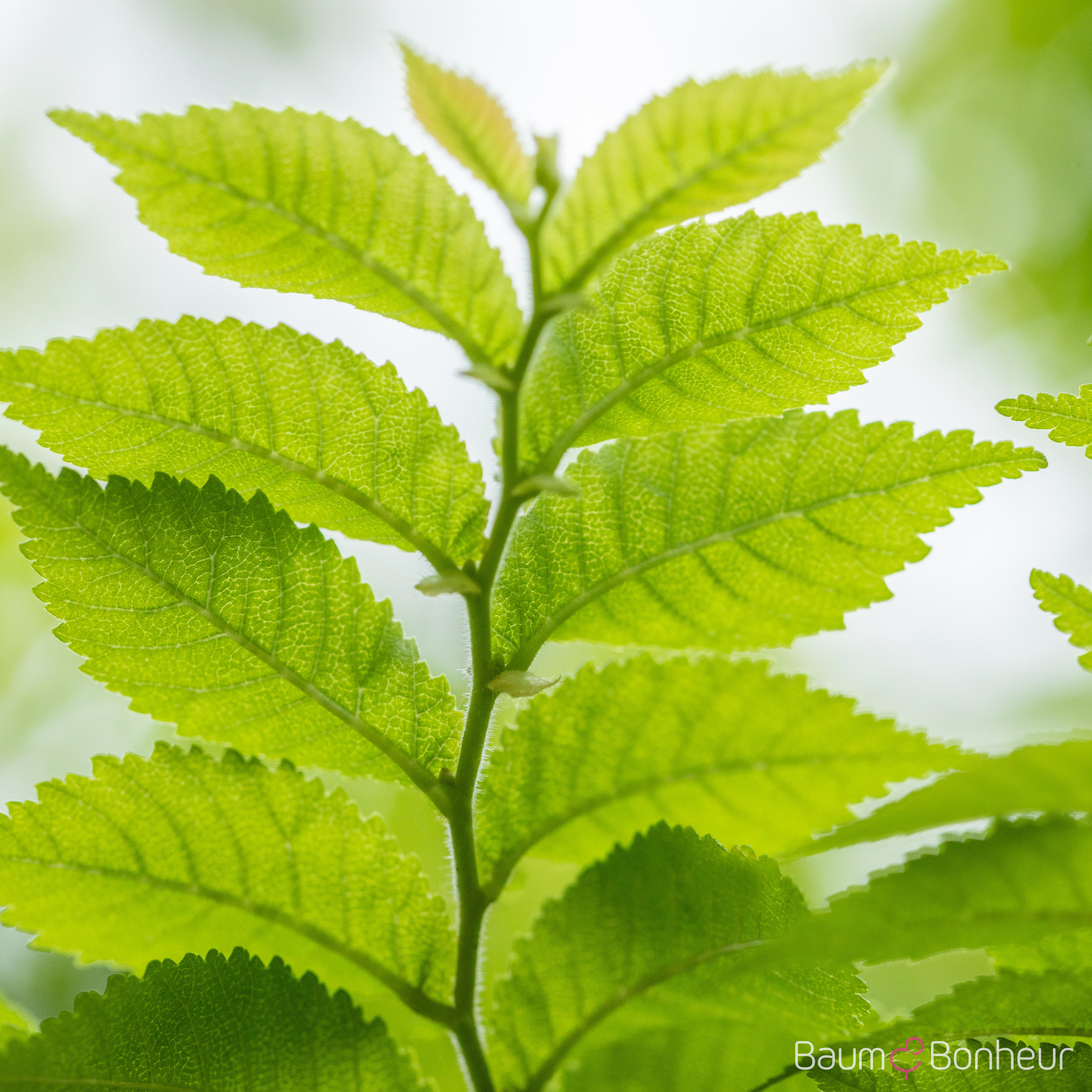 Ulmus hollandica 'Jacqueline Hillier'