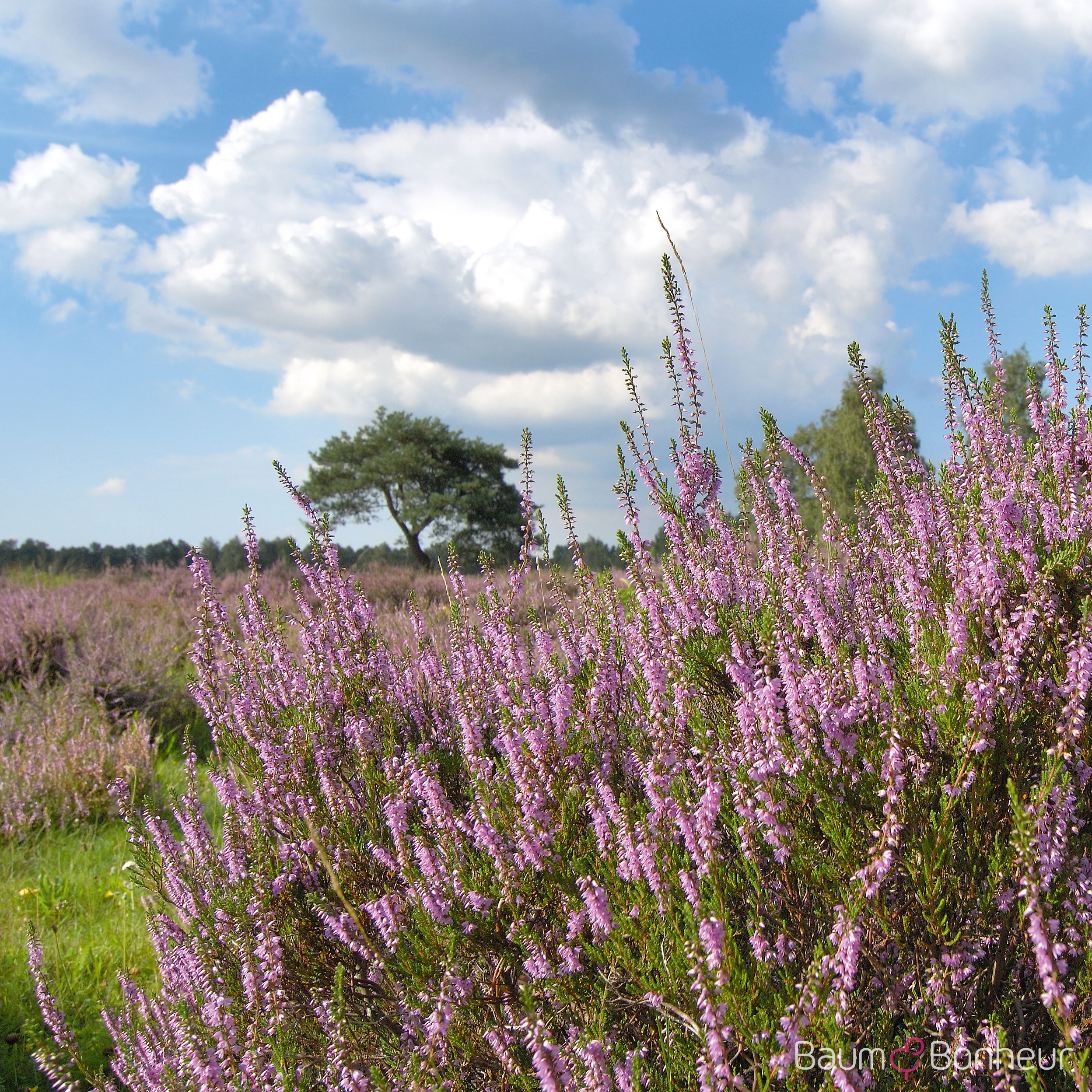 Calluna vulgaris i.S.