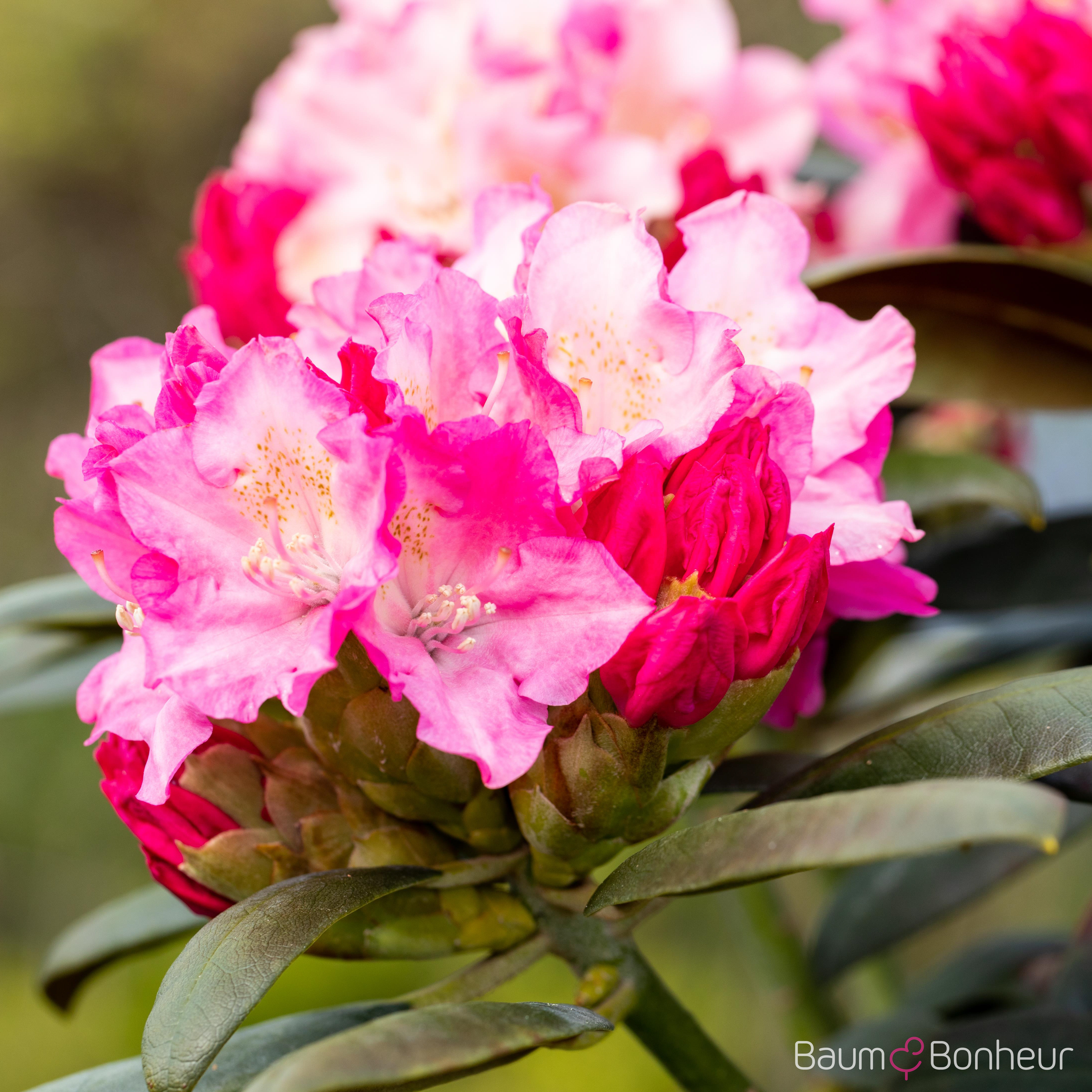 Rhododendron yakushimanum 'Kalinka'