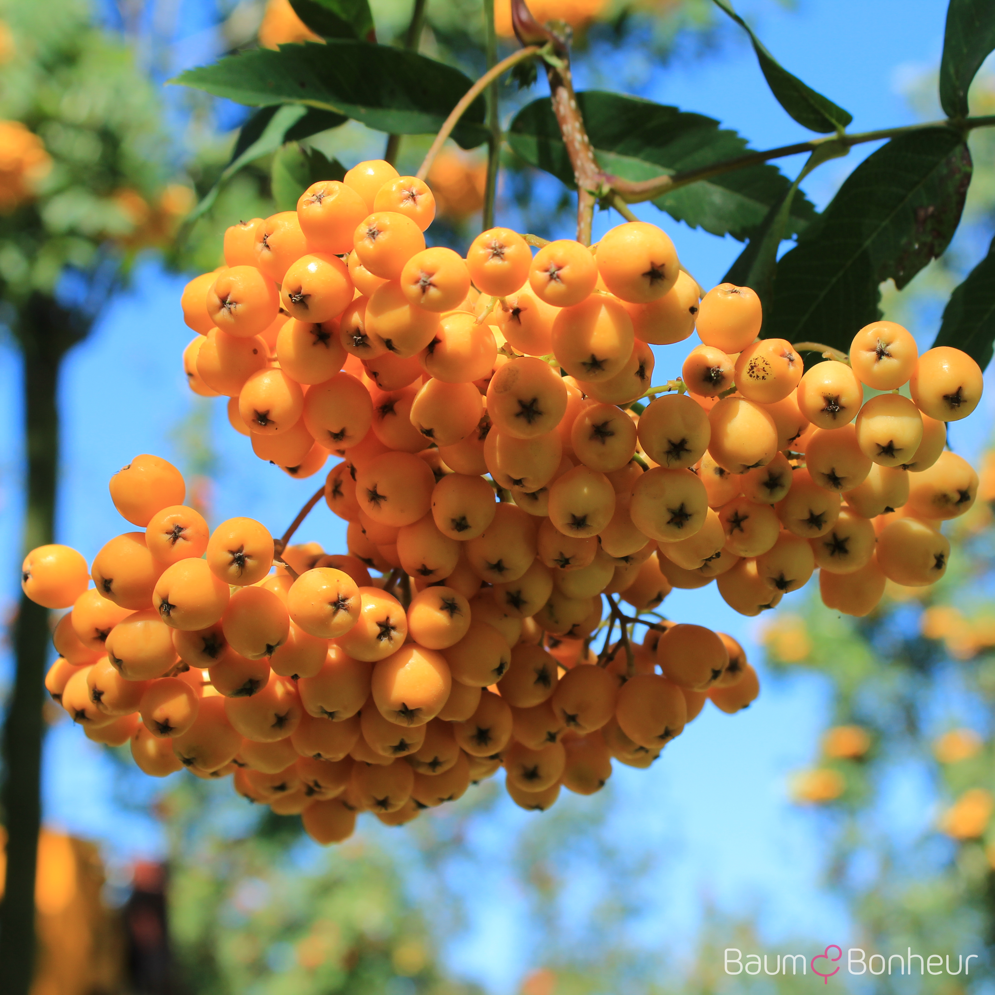 Sorbus arnoldiana 'Golden Wonder'