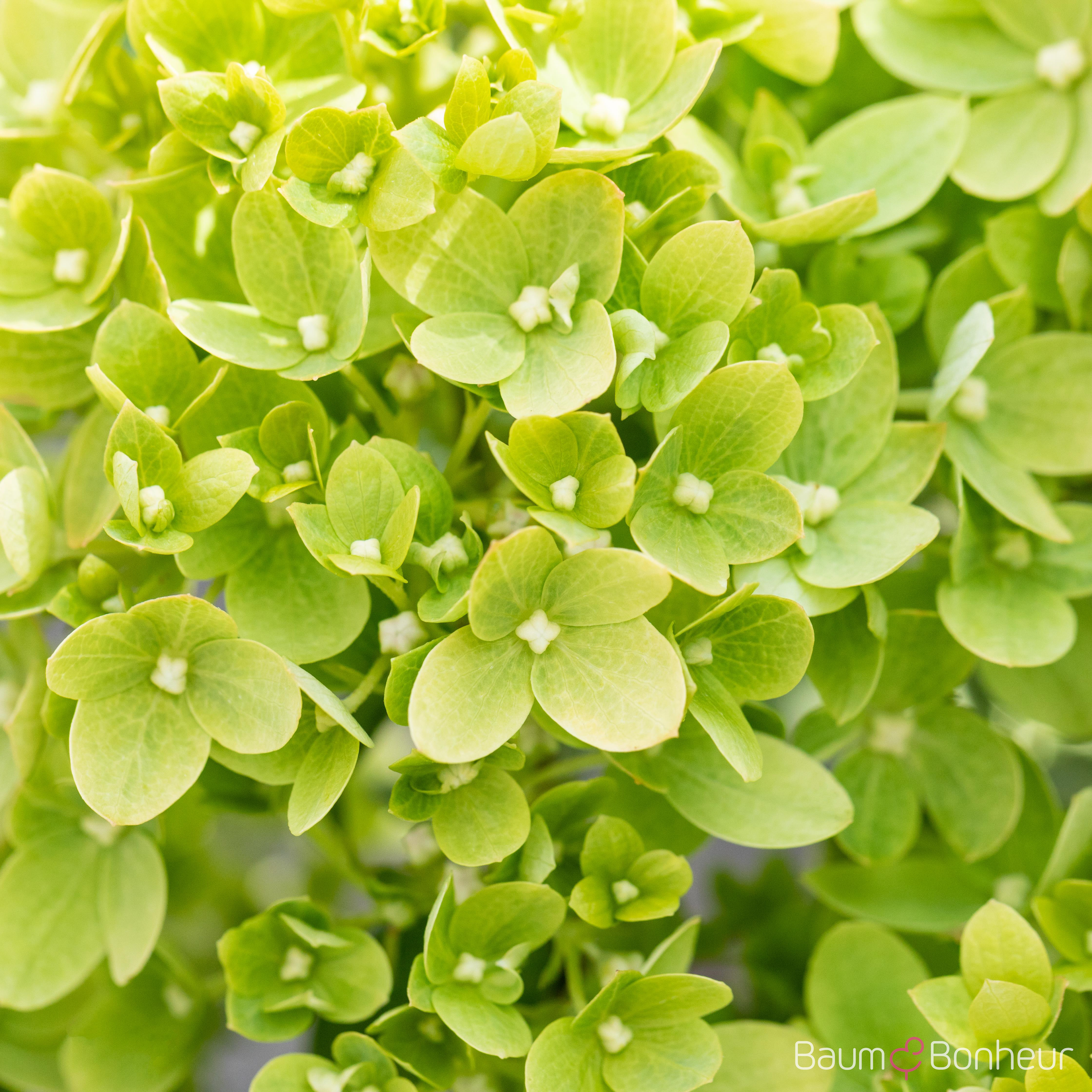 Hydrangea paniculata 'Little Lime'®