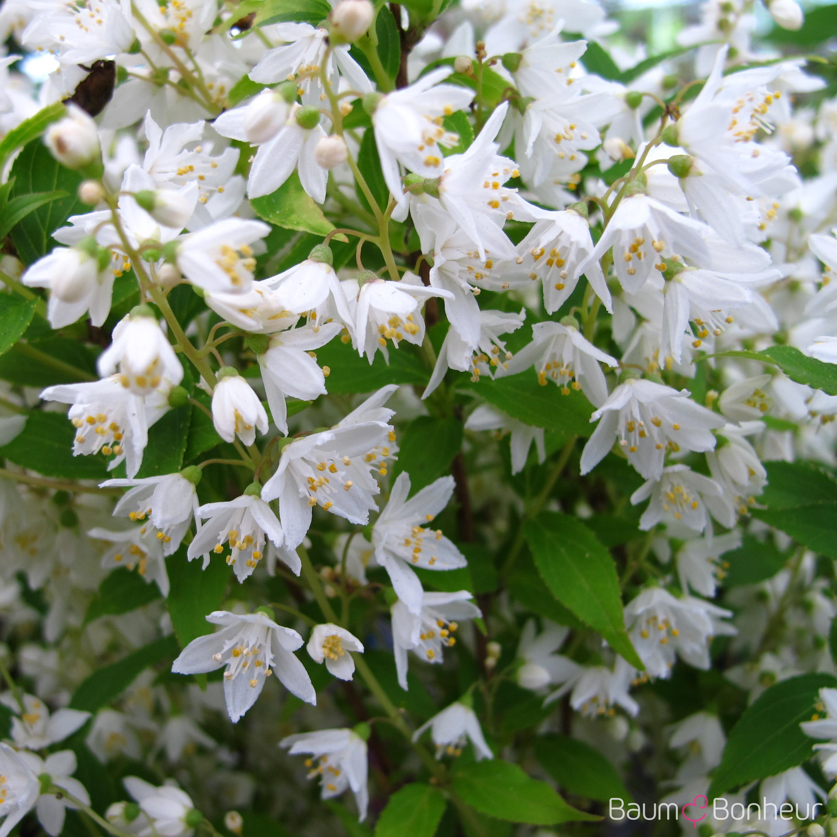 Deutzia gracilis