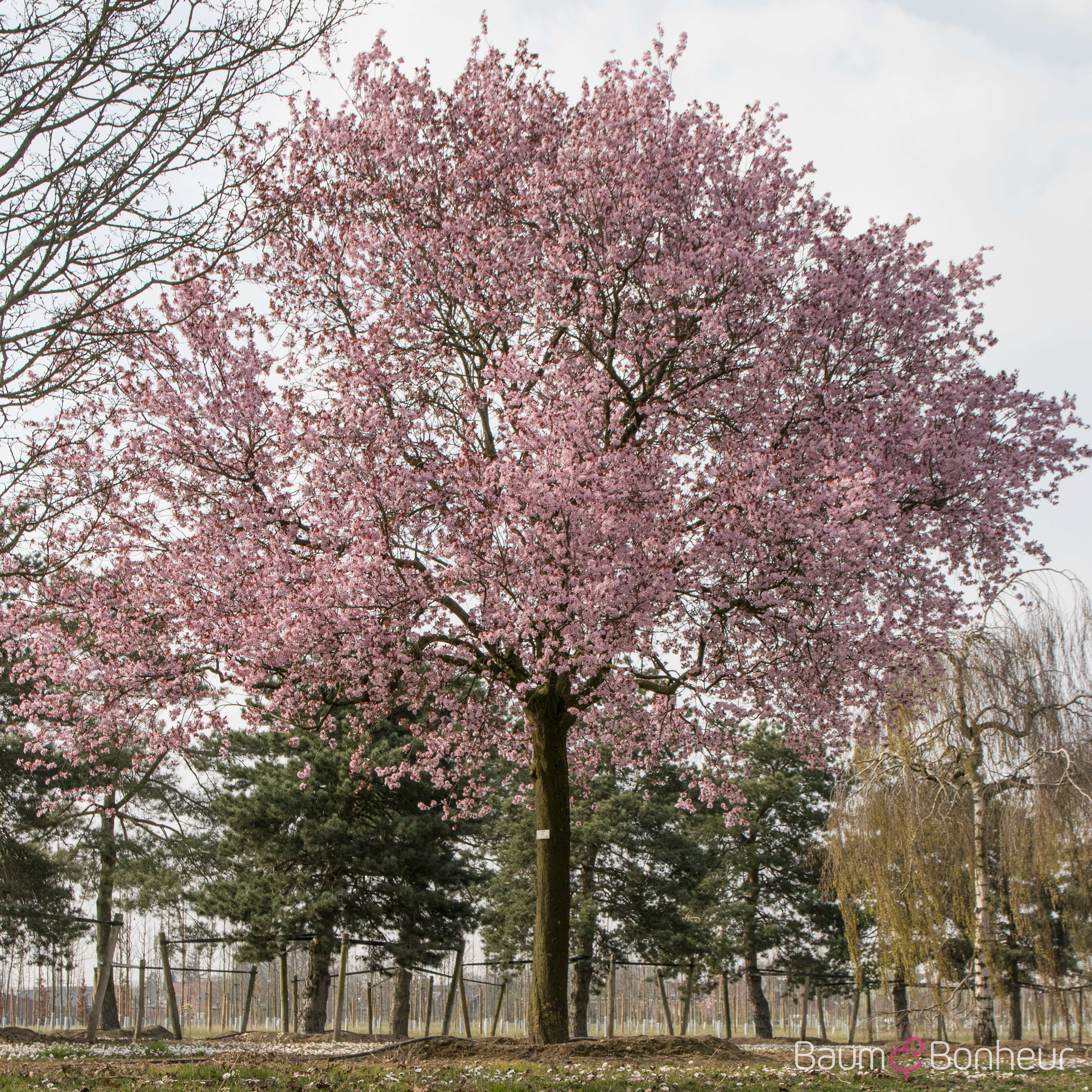 Prunus cerasifera 'Nigra'