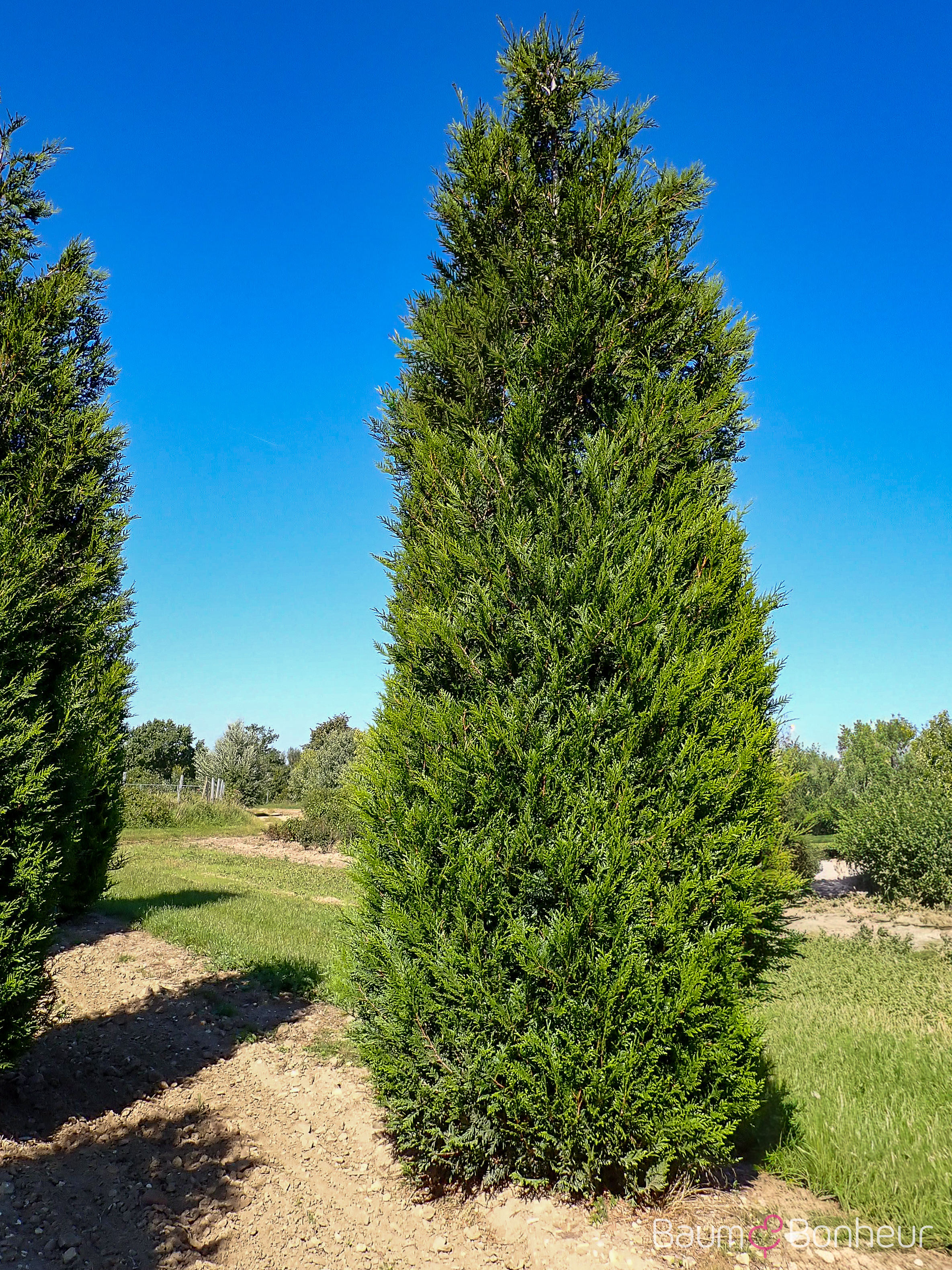 Thuja plicata 'Atrovirens'