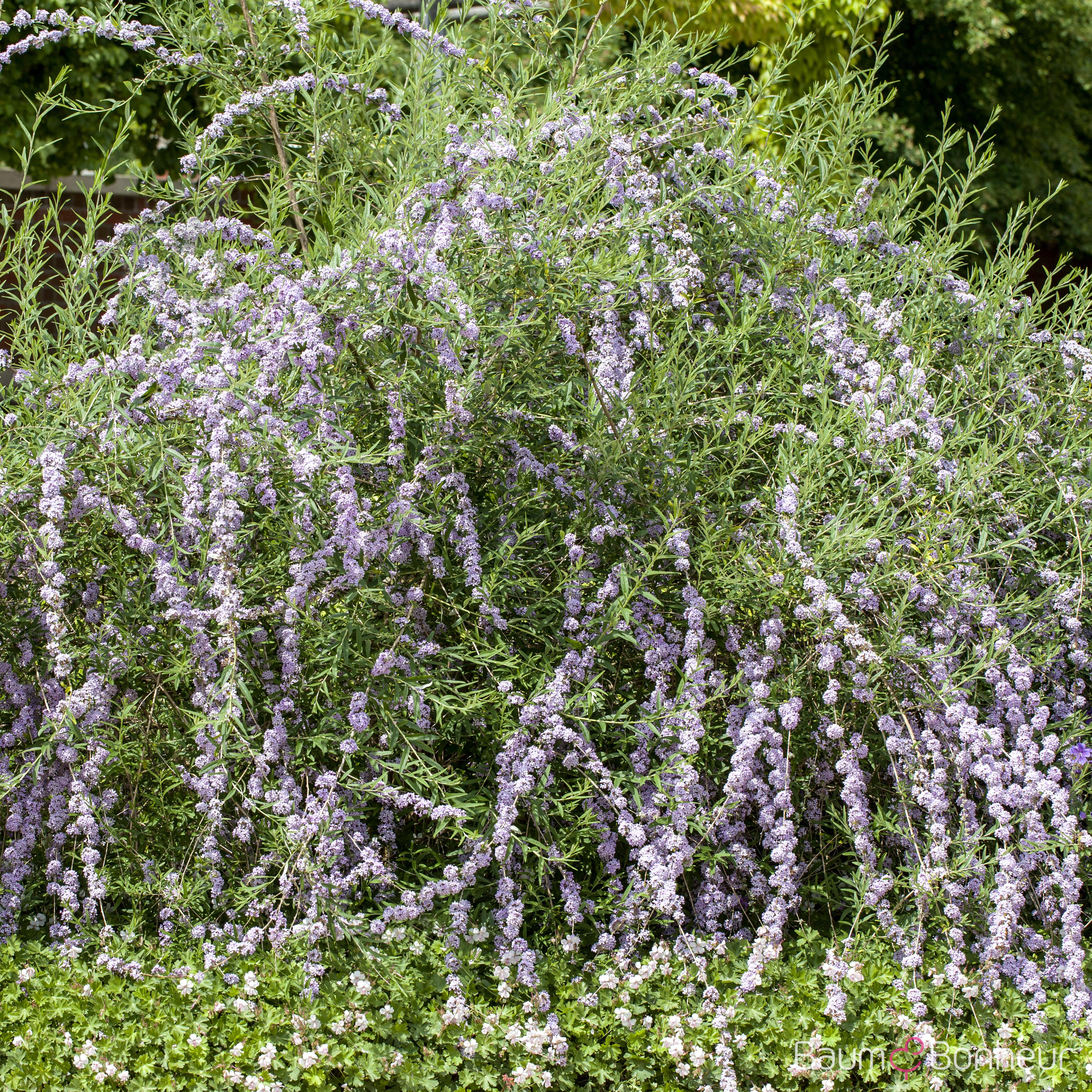Buddleja alternifolia
