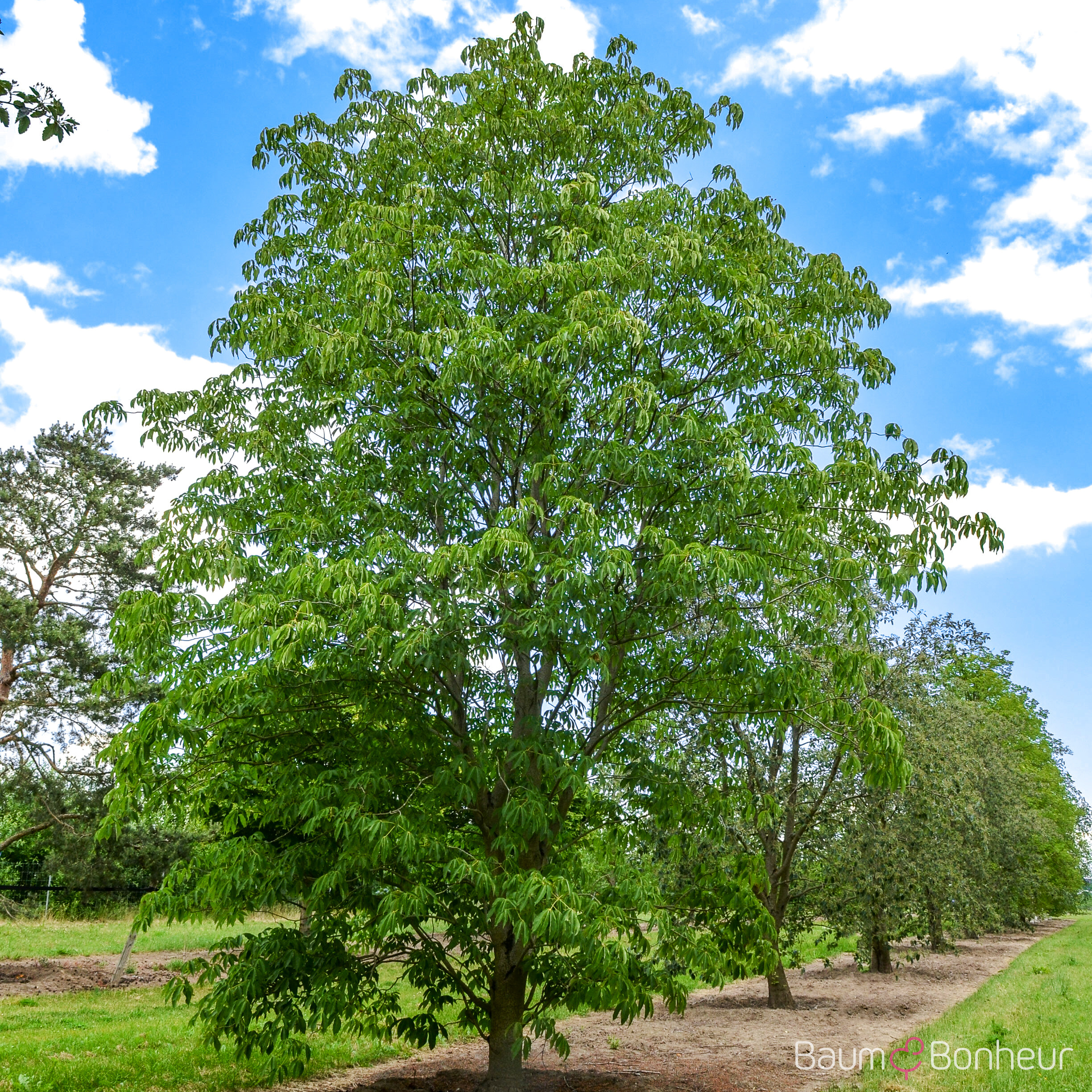 Aesculus flava 'Vestita'