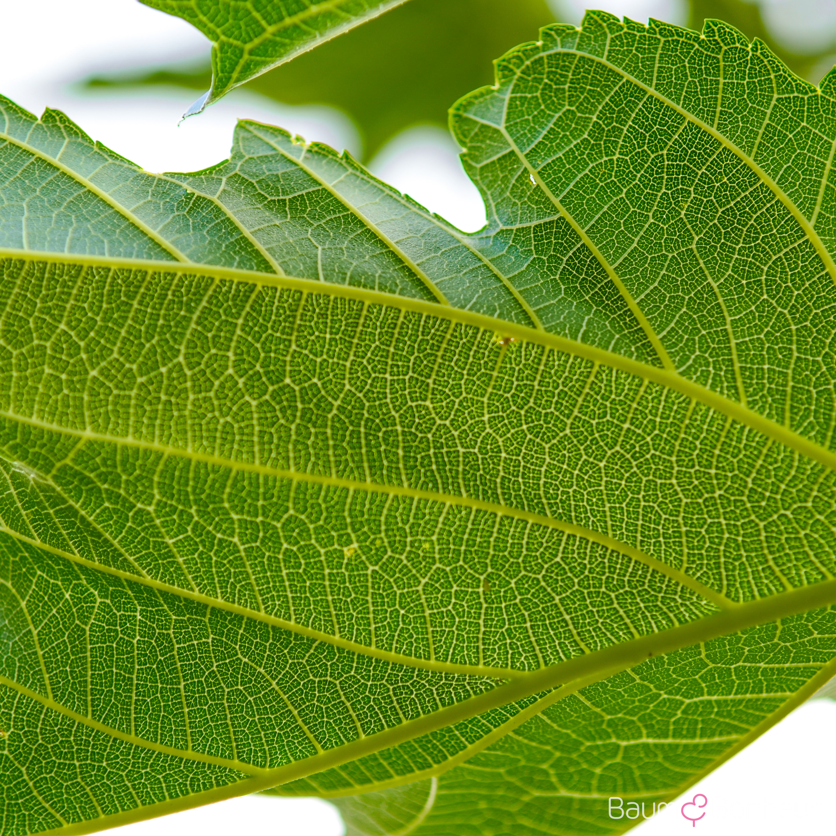 Morus alba 'Macrophylla'
